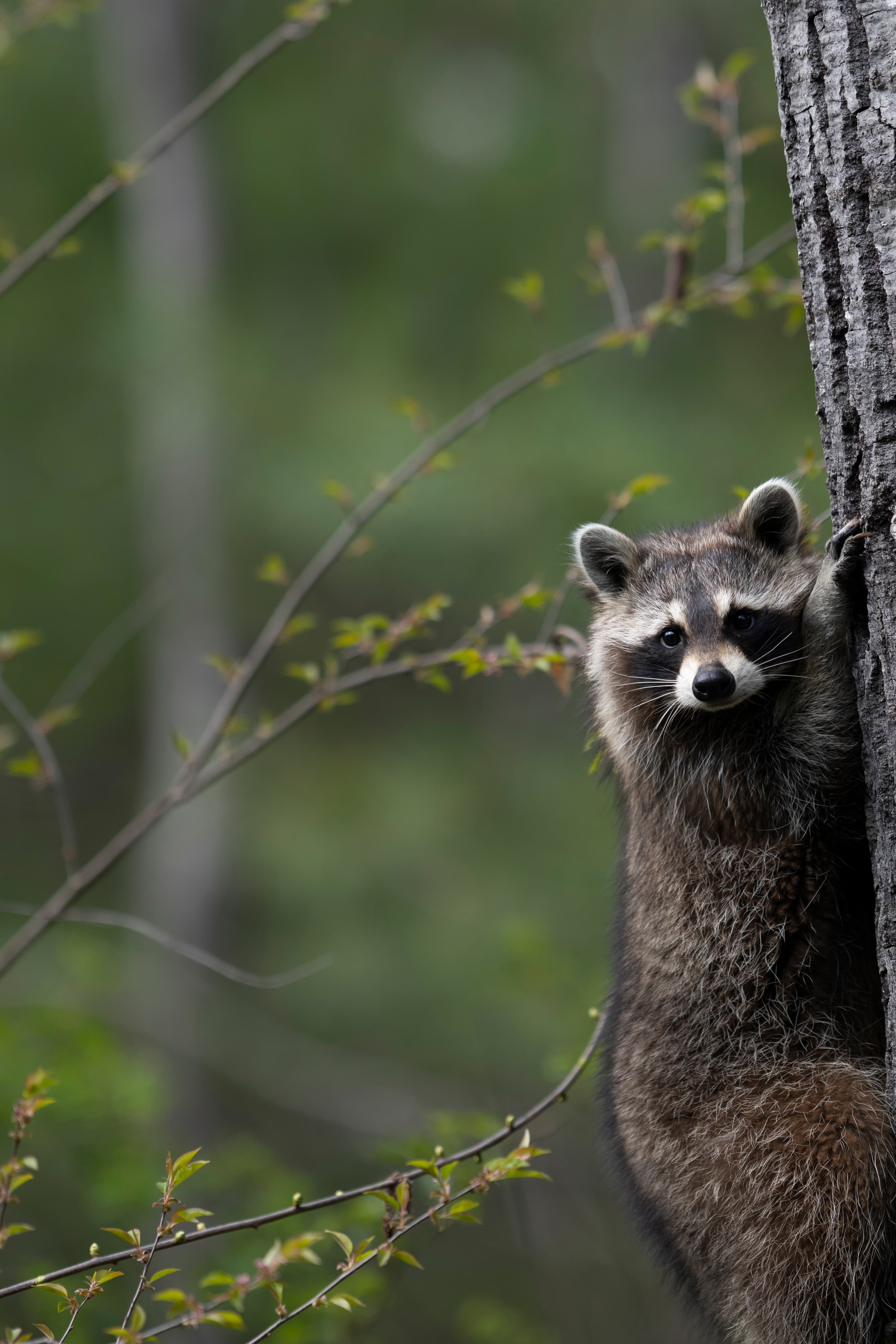 Wildlife — Mr Coon010