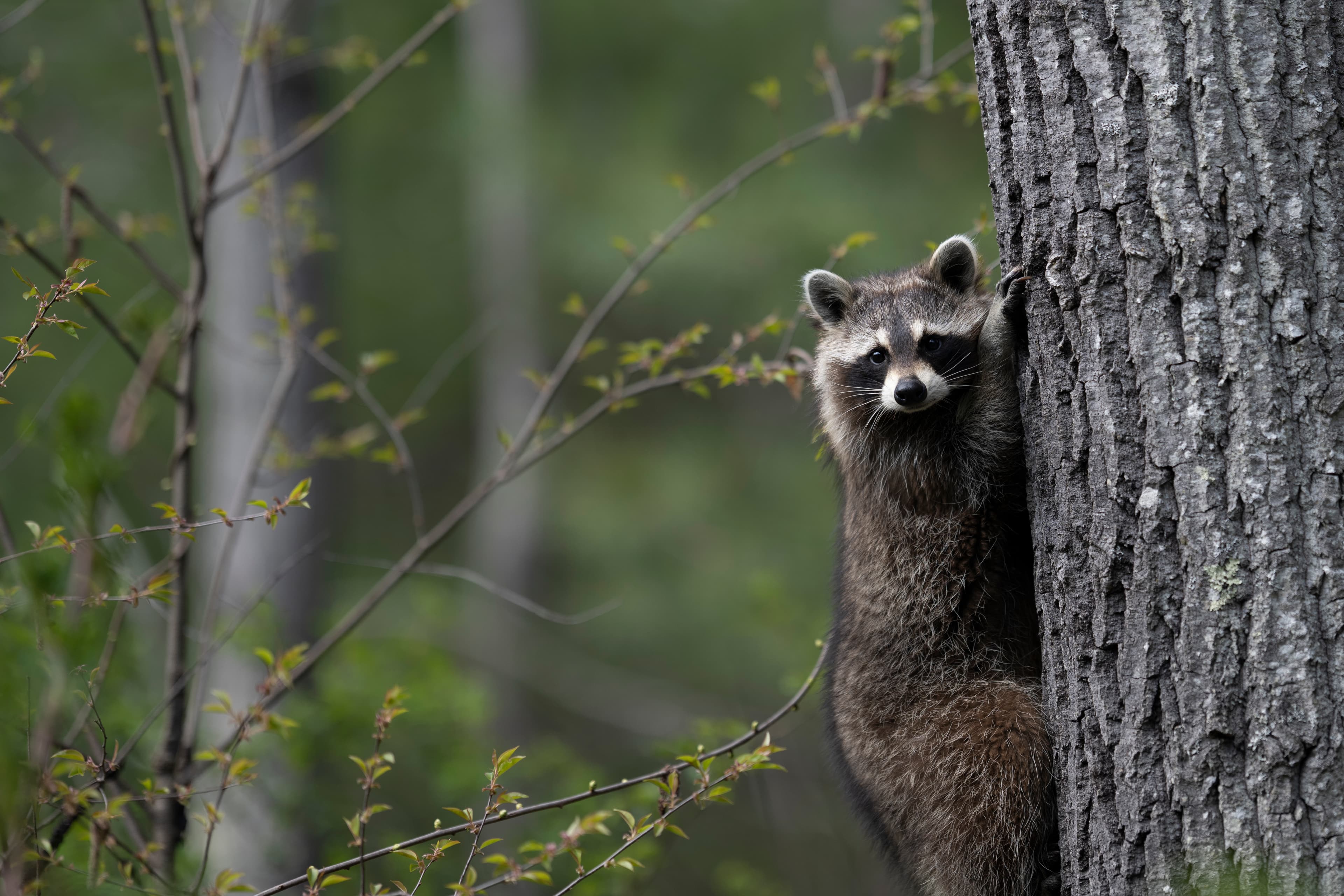 Wildlife — Mr Coon010 3