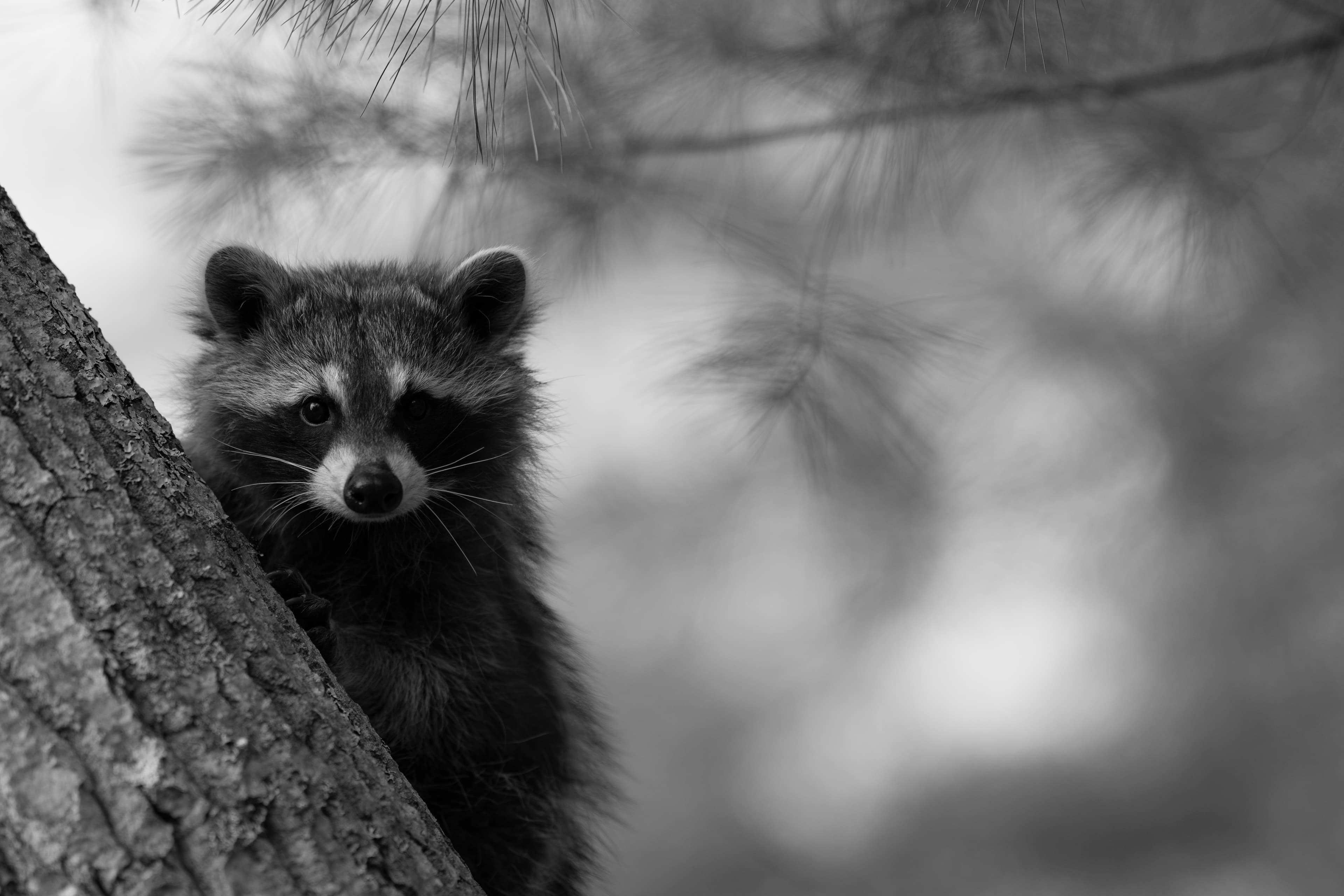 Wildlife — Mr Coon083 1