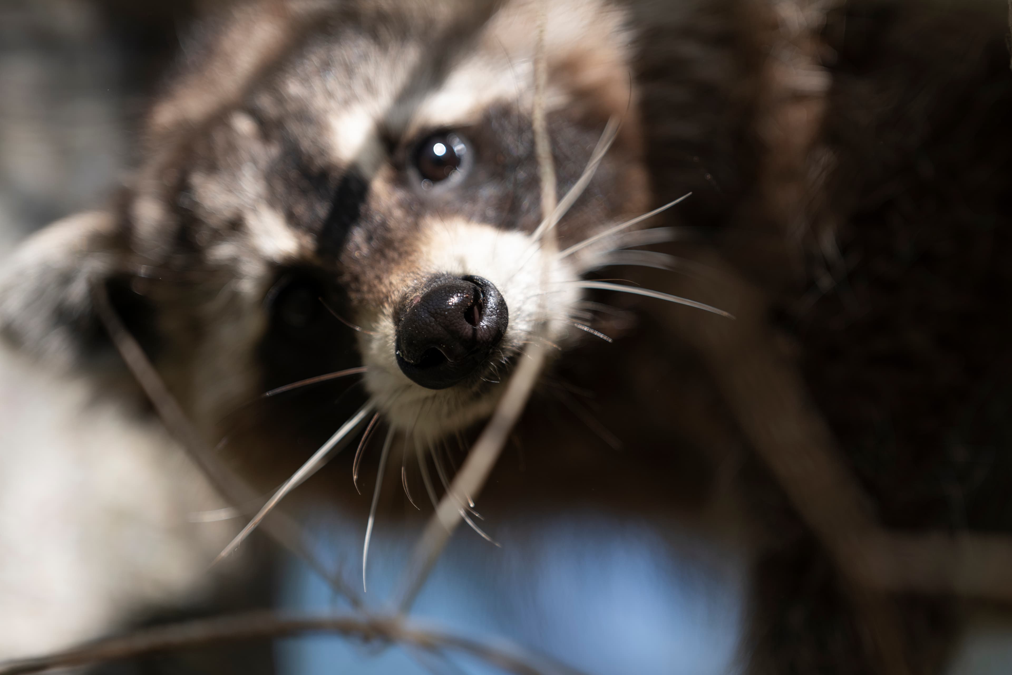 Wildlife — Mr Coon164