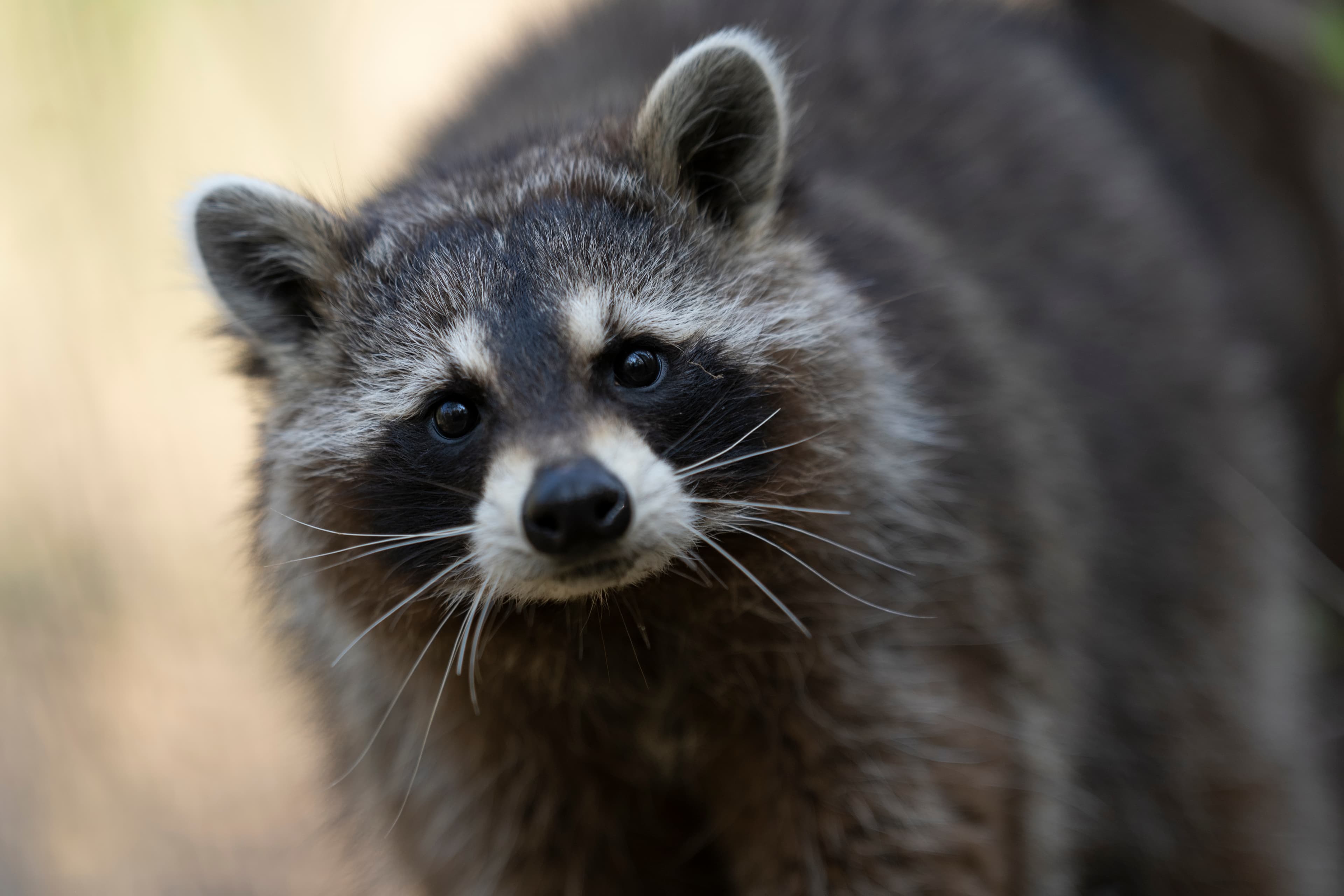 Wildlife — Mr Coon261 1