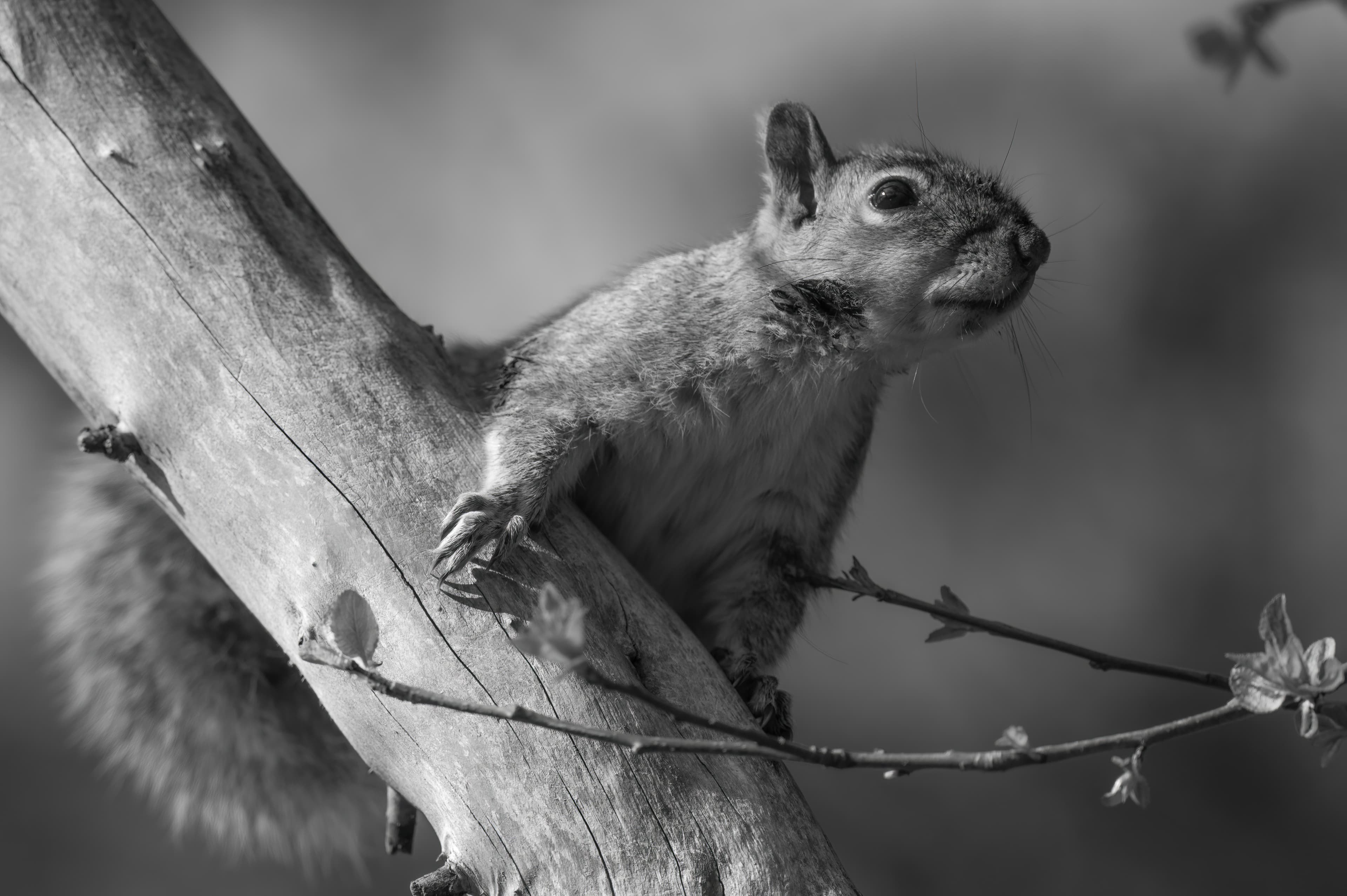 Wildlife — Feeder061 f