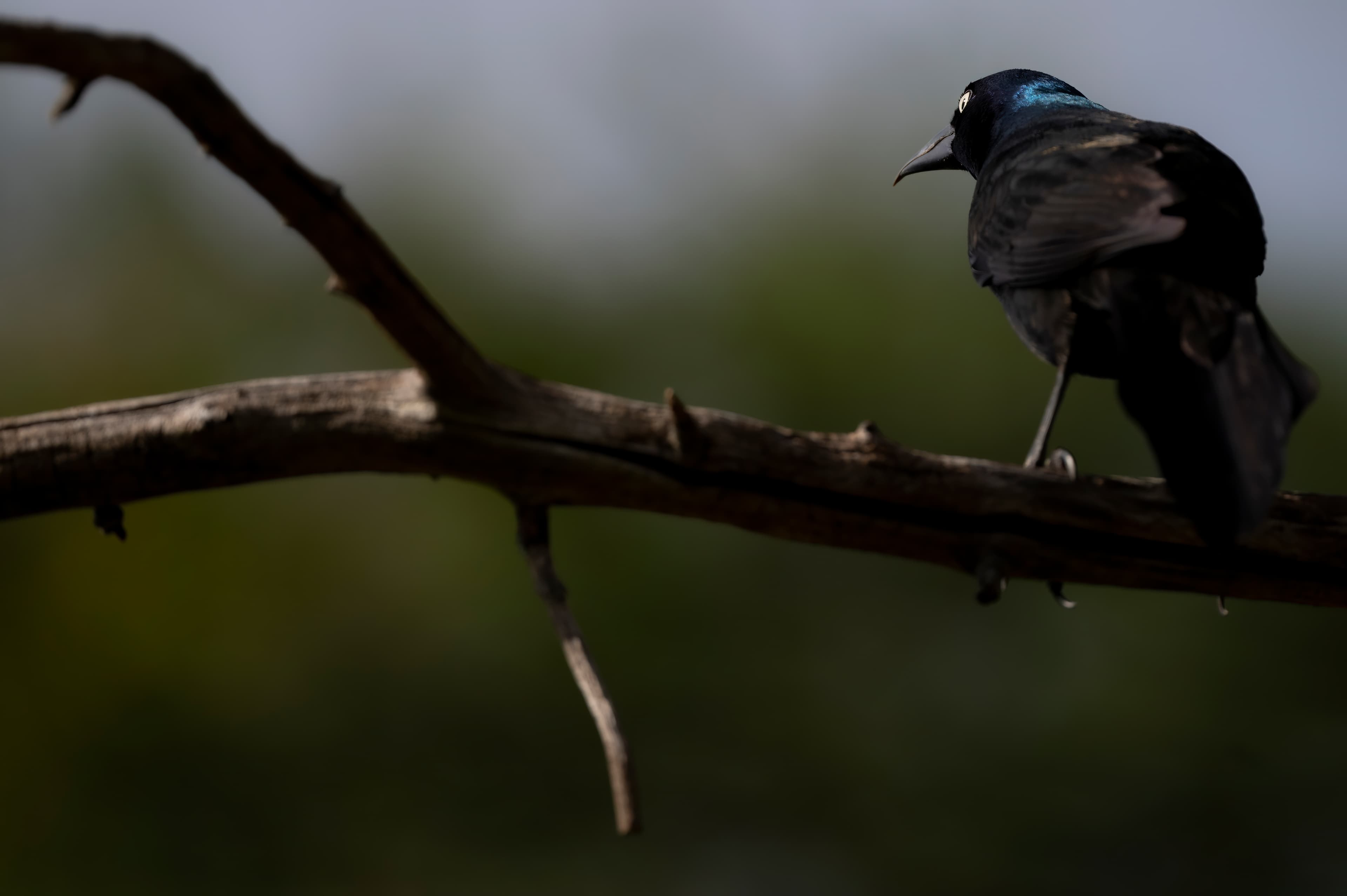 Wildlife — Feeder106 f