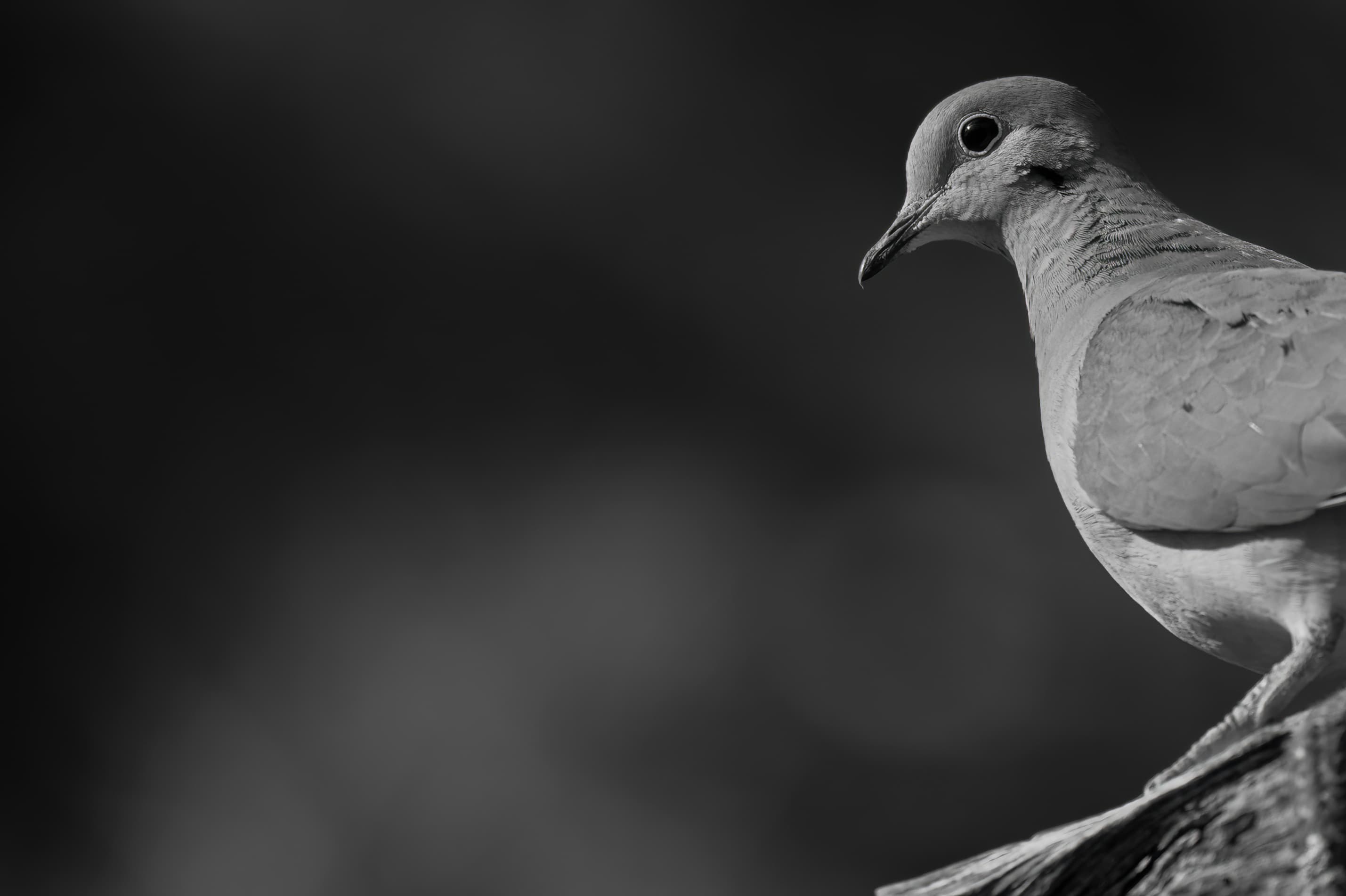 Wildlife — Feeder132 f