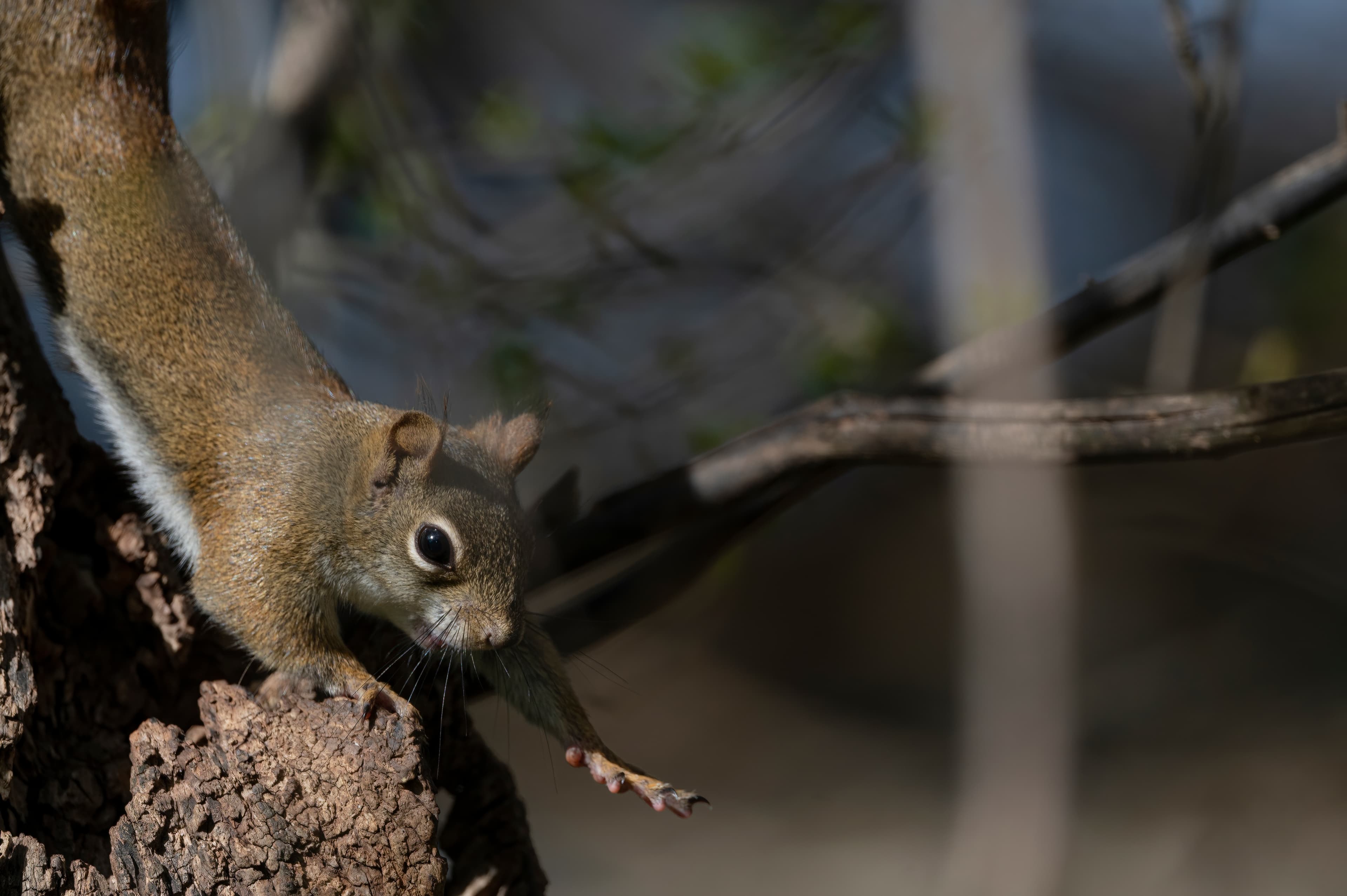 Wildlife — Feeder147 f