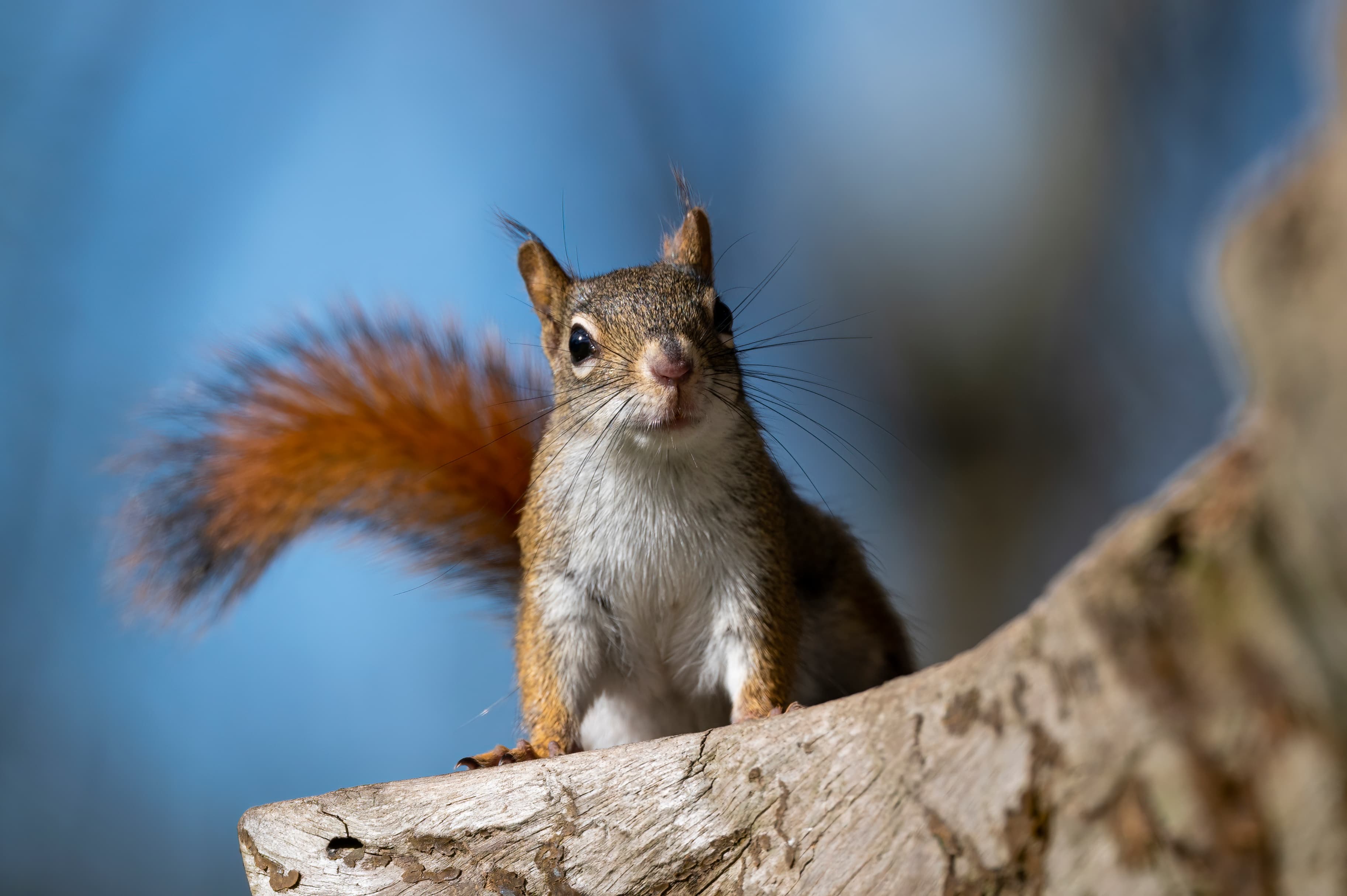 Wildlife — Feeder241 f