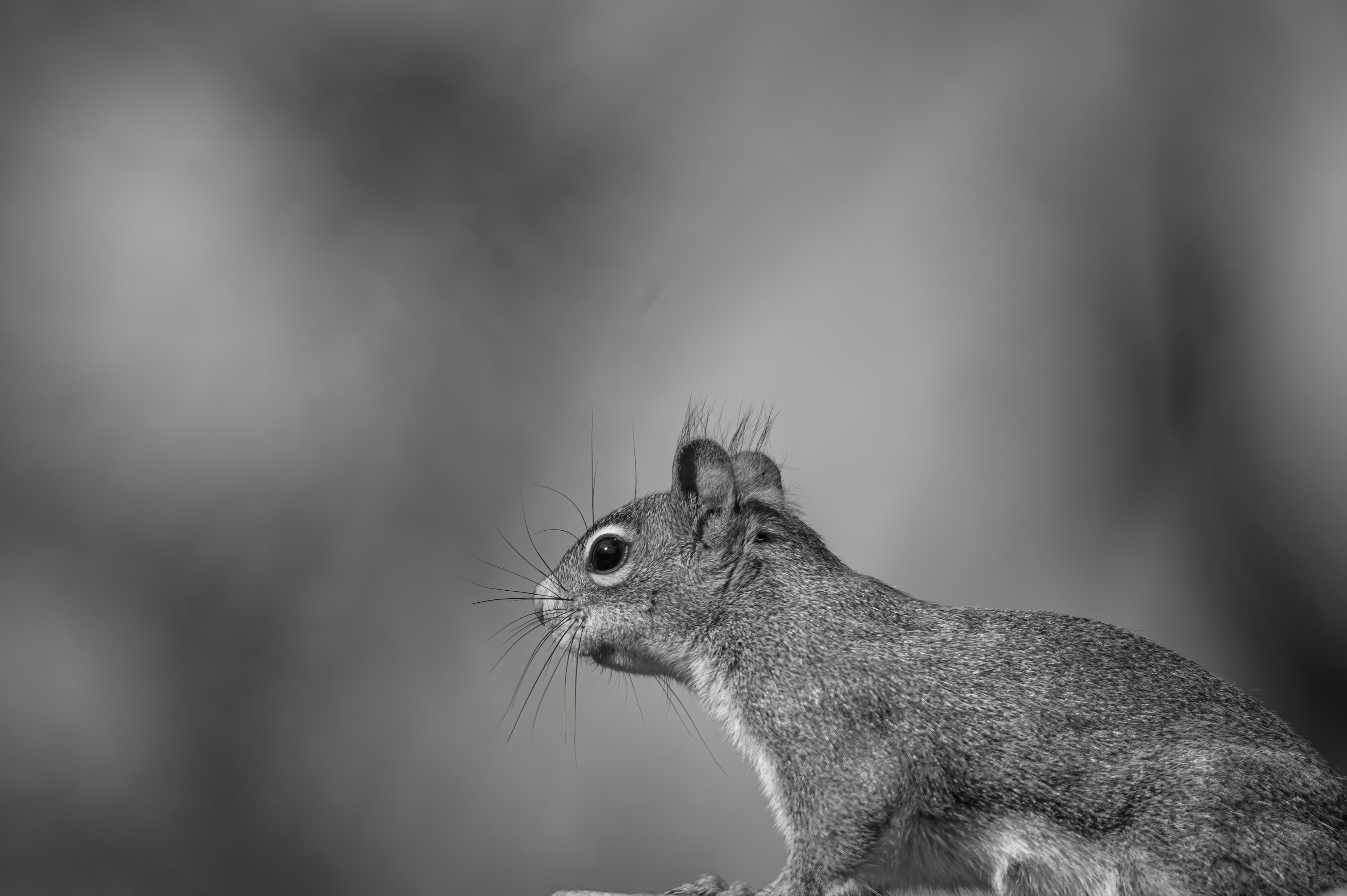 Wildlife — Feeder256 f