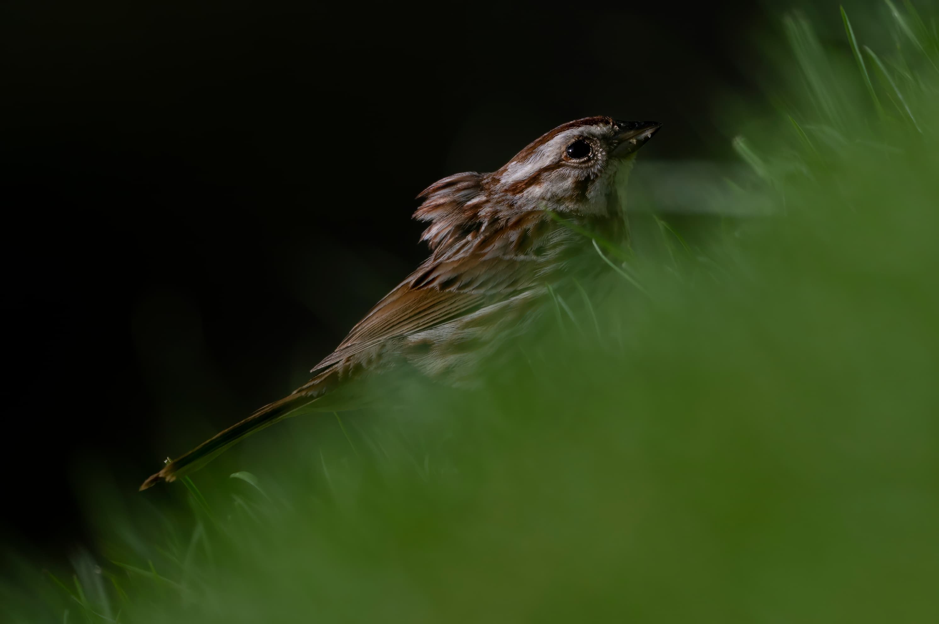 Wildlife — Feeder342 f