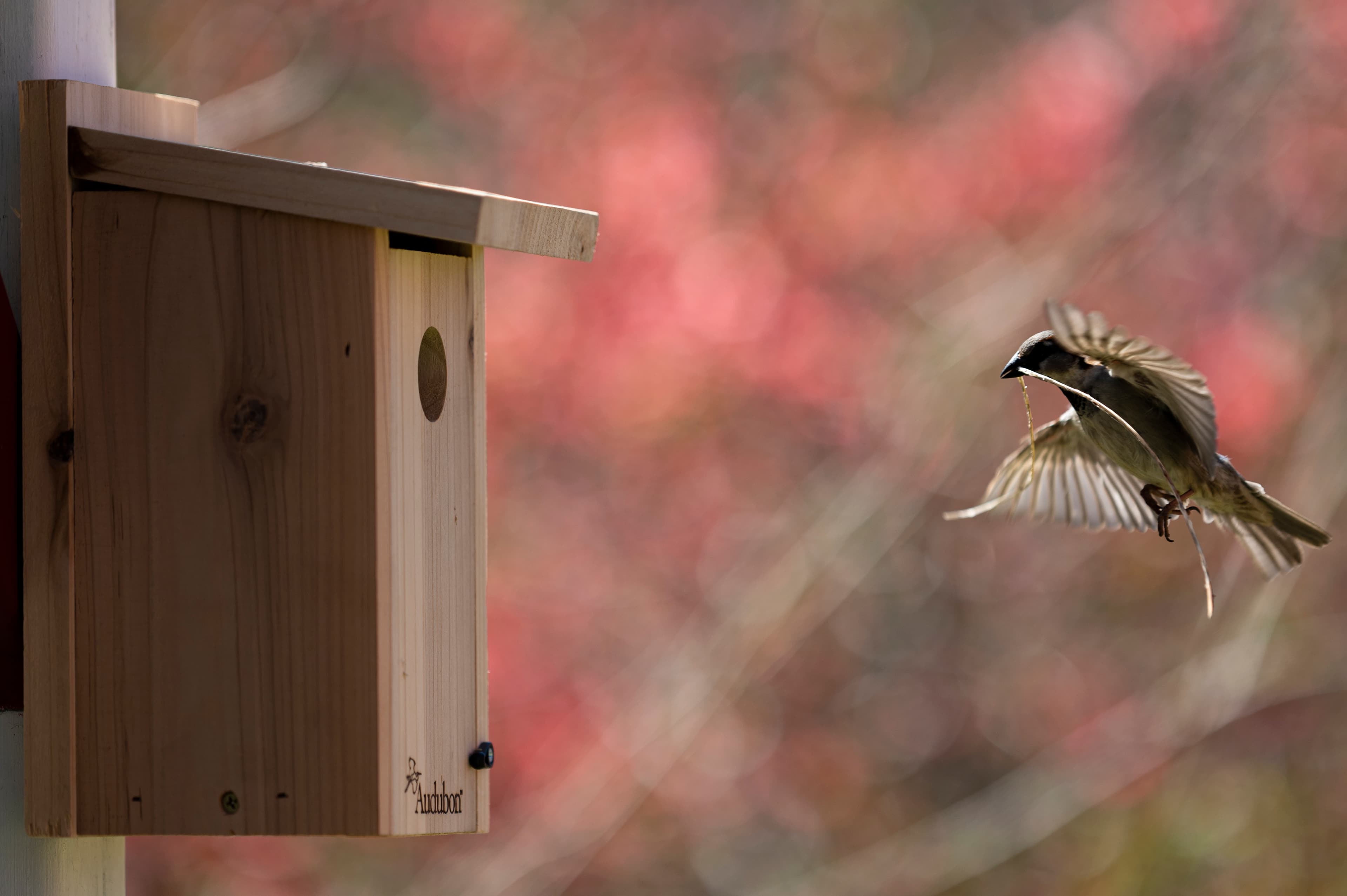 Wildlife — Sparrows06