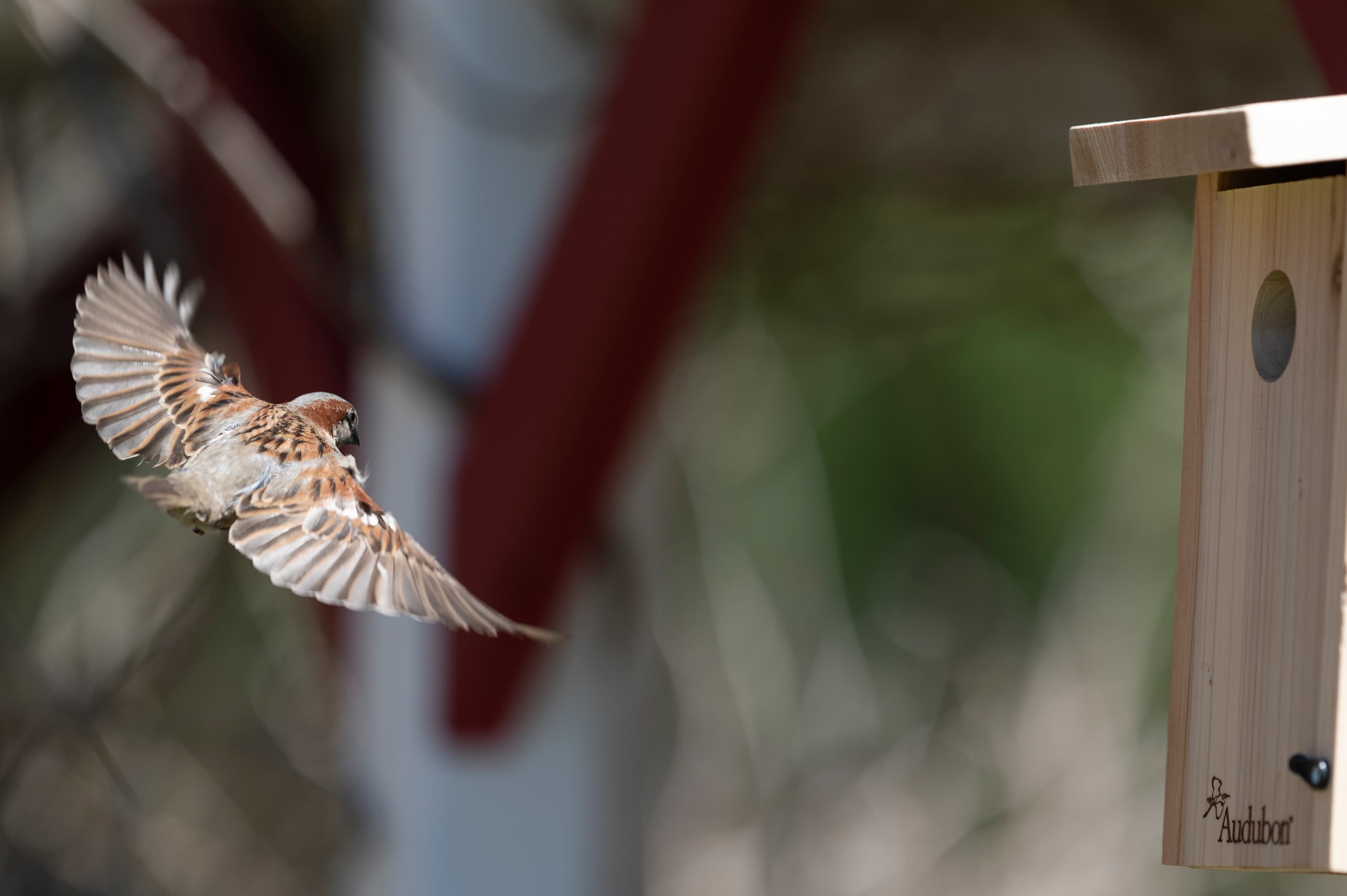 Wildlife — Sparrows16