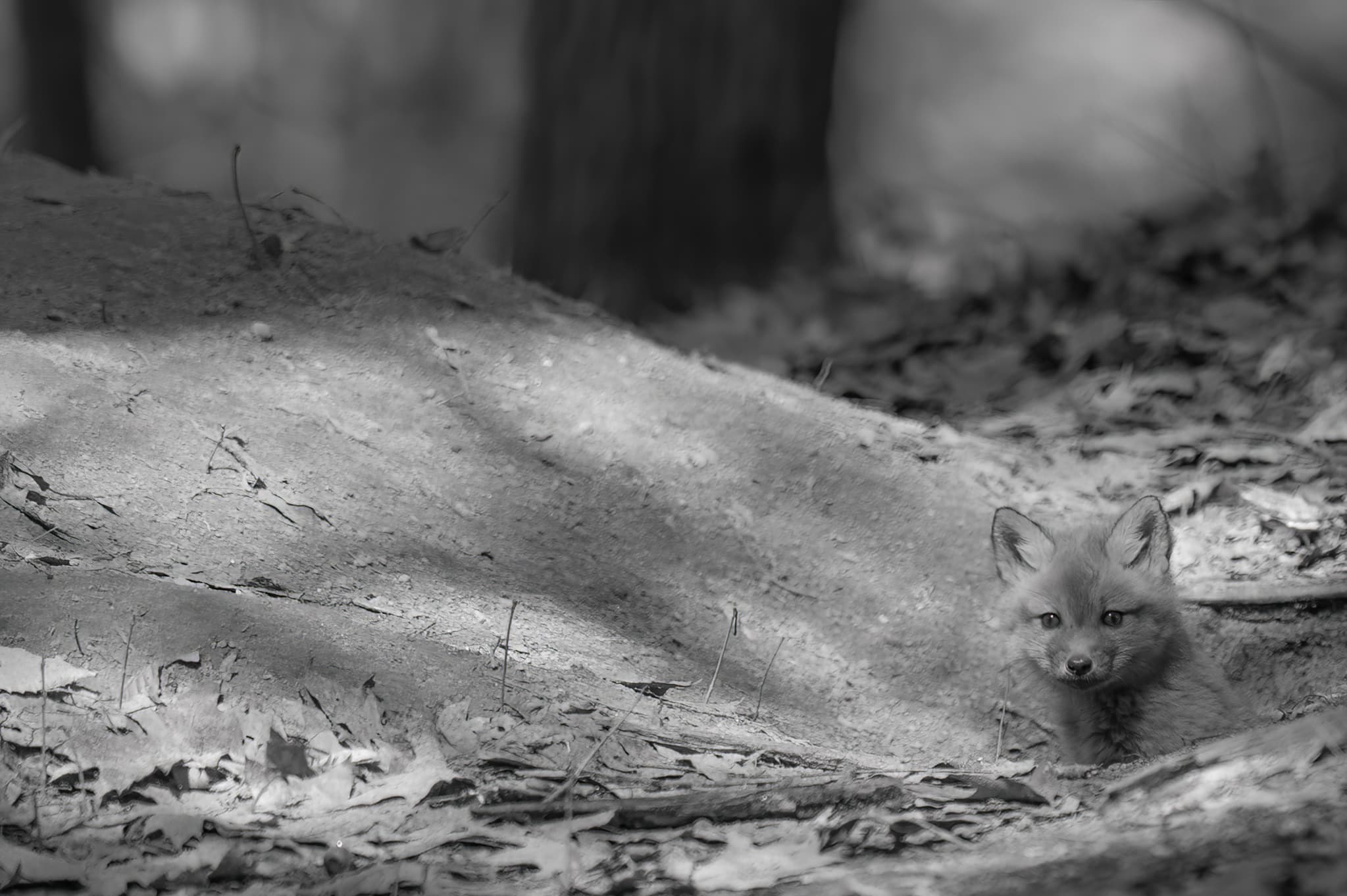 Wildlife — Fox Photos0039 f