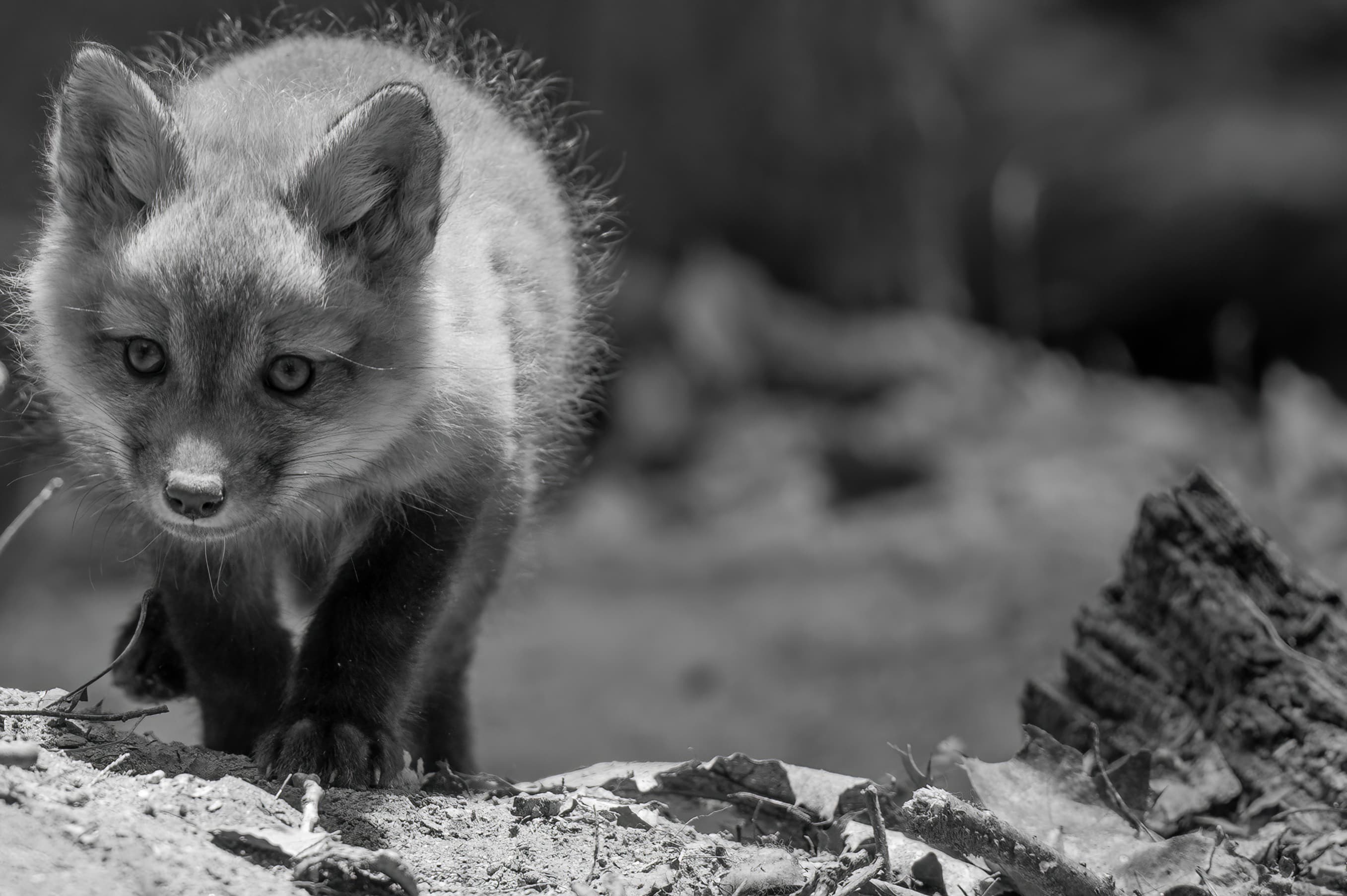 Wildlife — Fox Photos2035 1 f