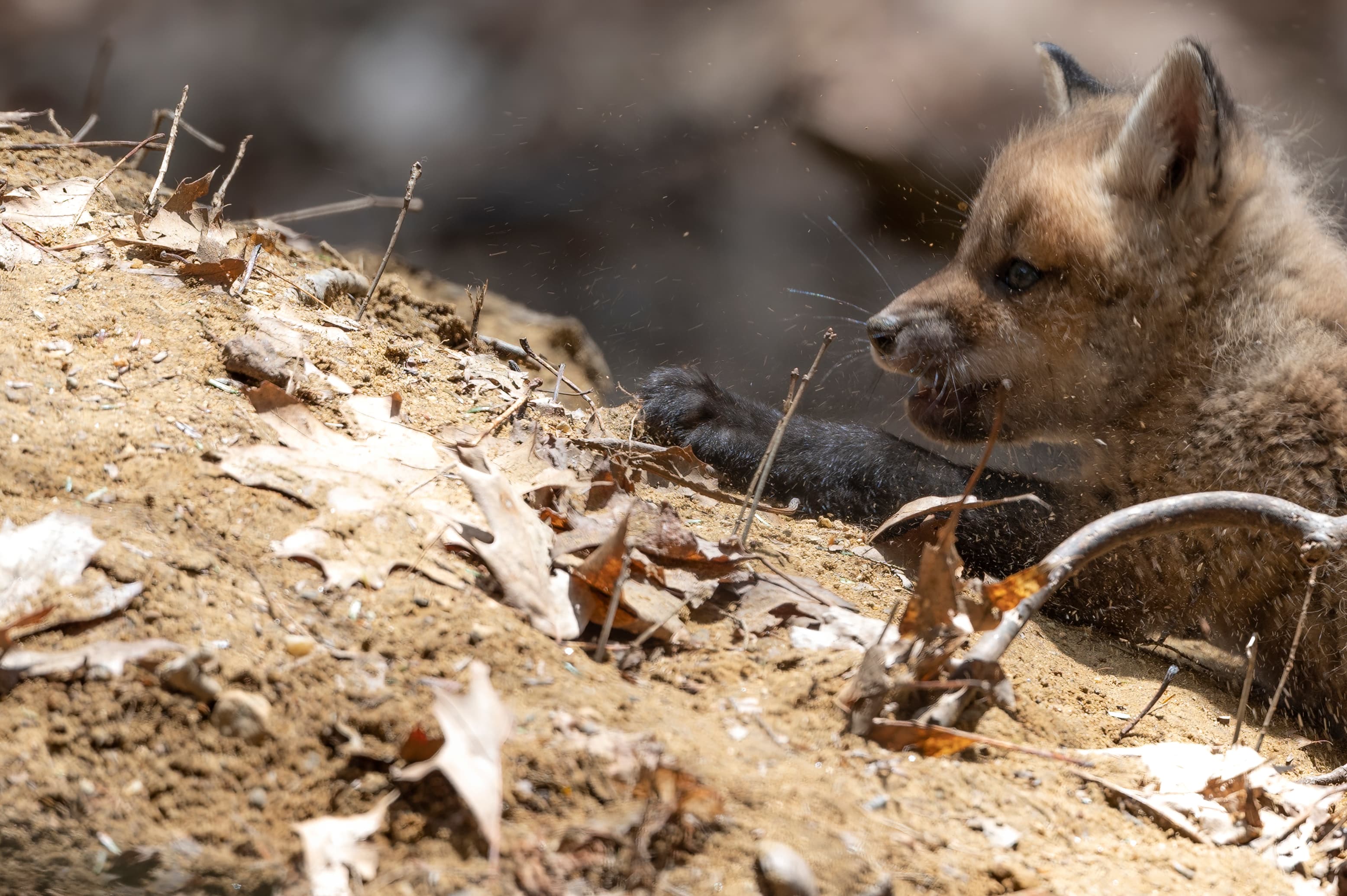 Wildlife — Fox Photos2150 f
