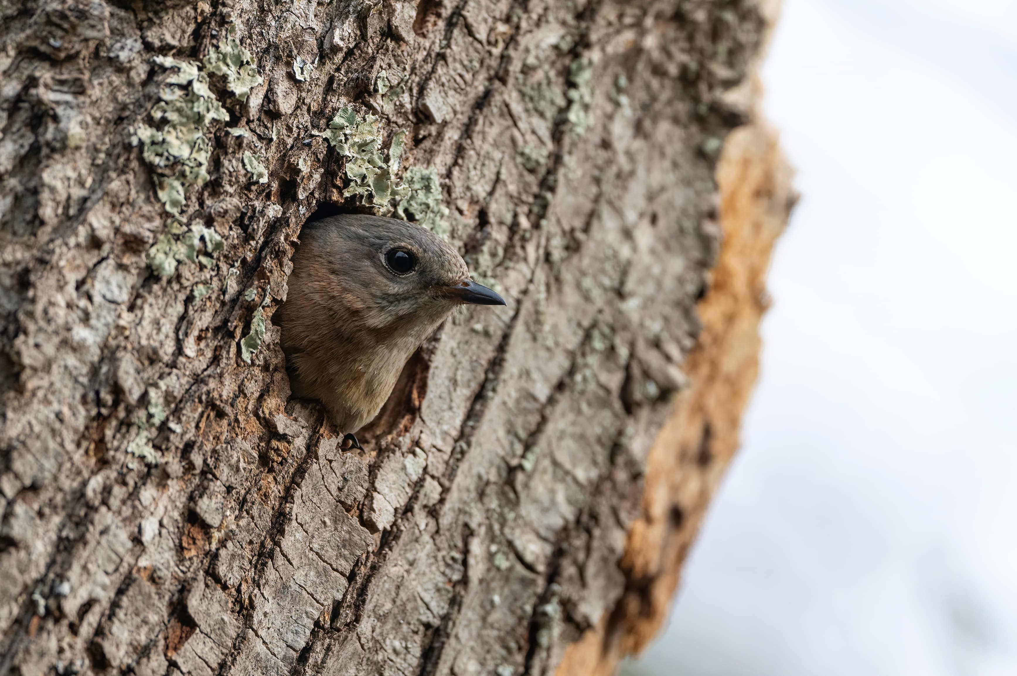 Wildlife — Bluebird2485 f