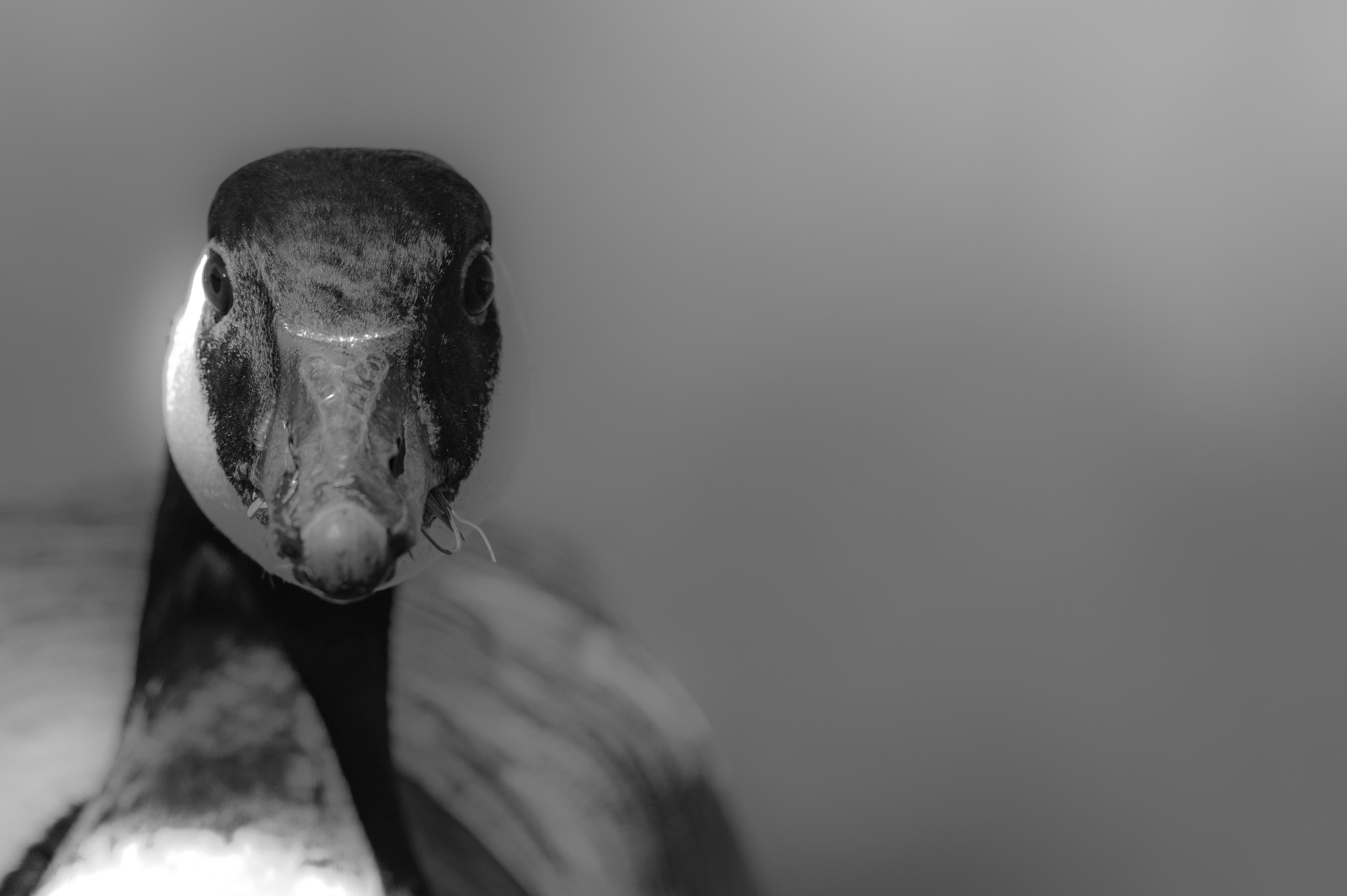 Wildlife — Geese091