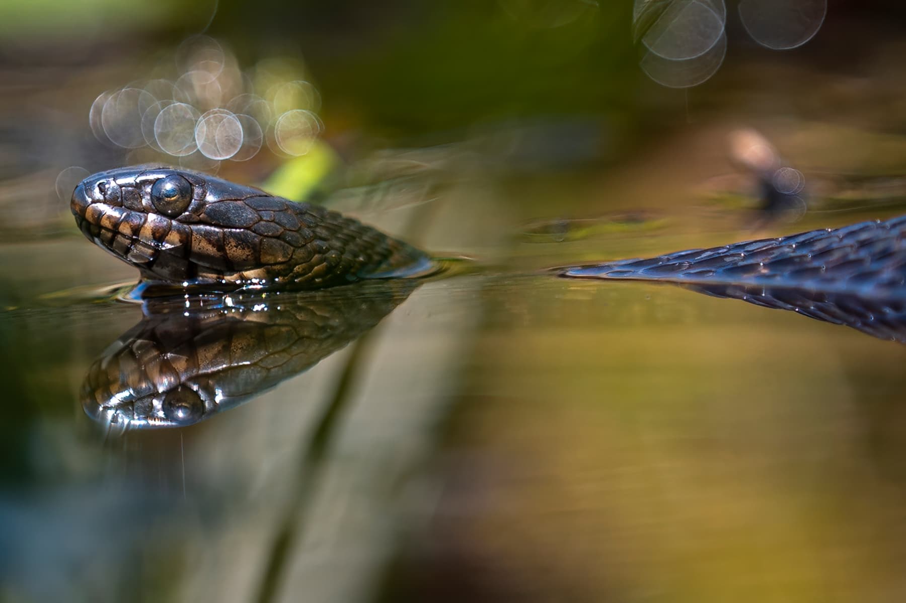Wildlife — Snakes z6117 f