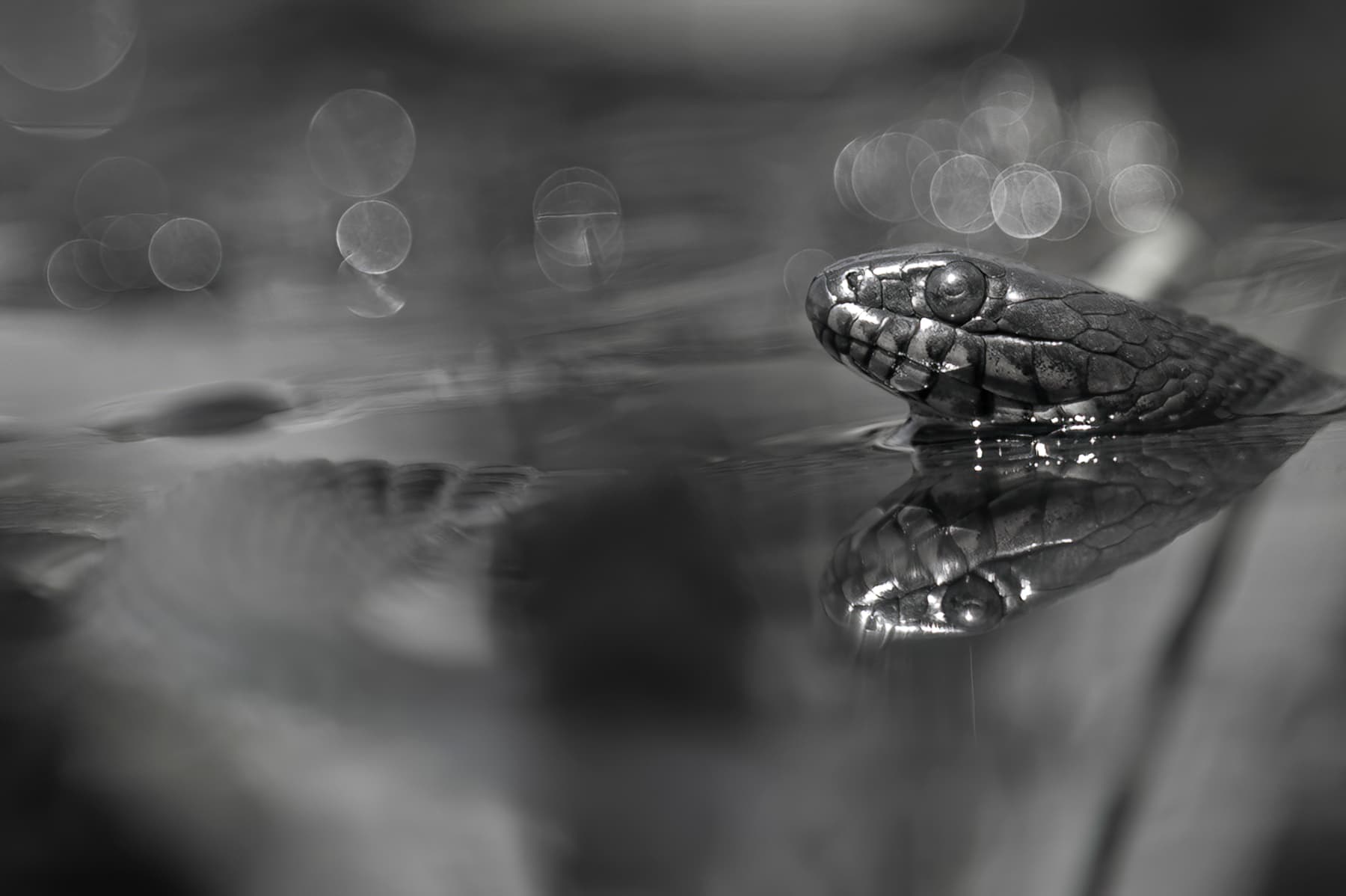 Wildlife — Snakes z6117 1 f
