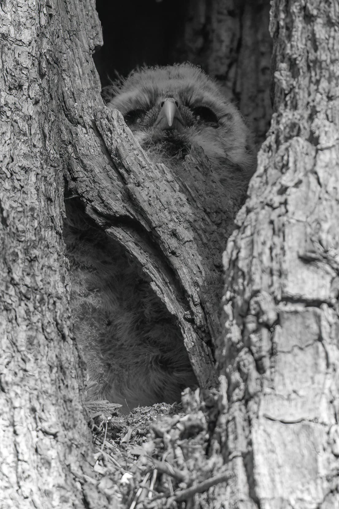 Wildlife — Gros Owl406 f