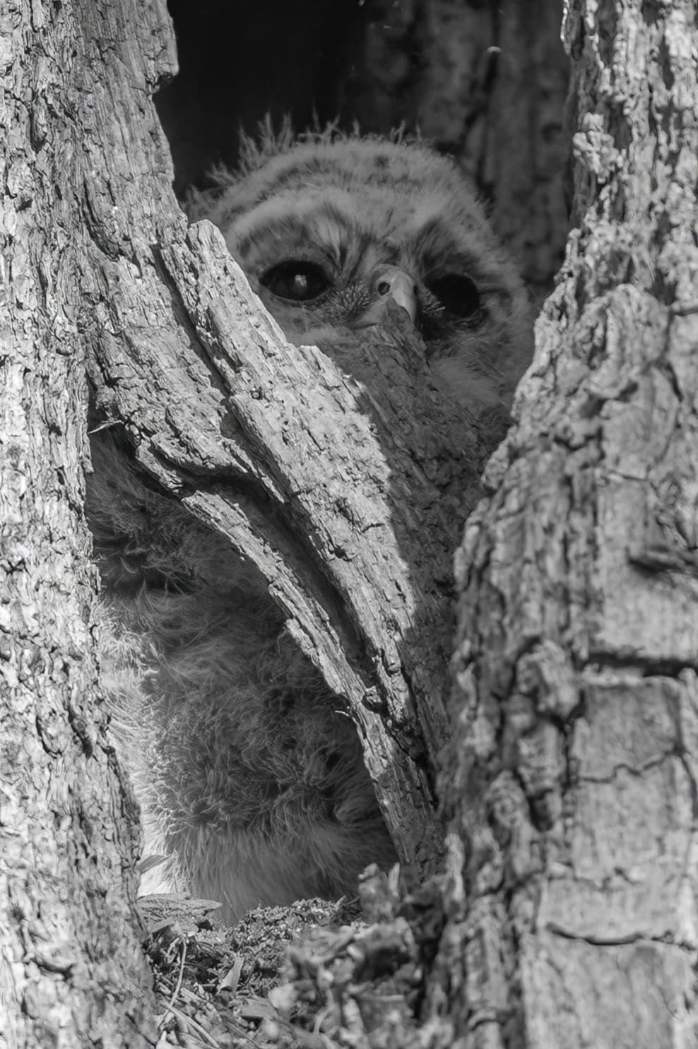 Wildlife — Gros Owl411 f