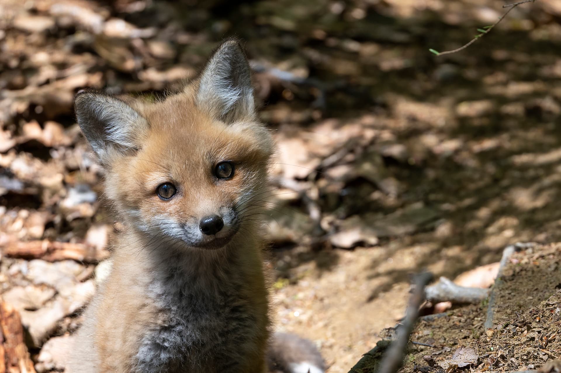 Wildlife — Fox II0074 f