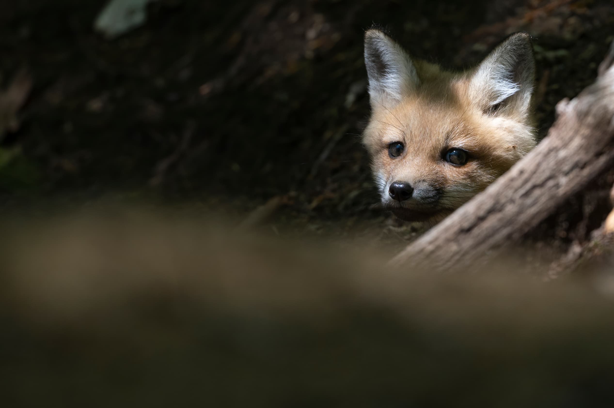 Wildlife — Fox II0177 f
