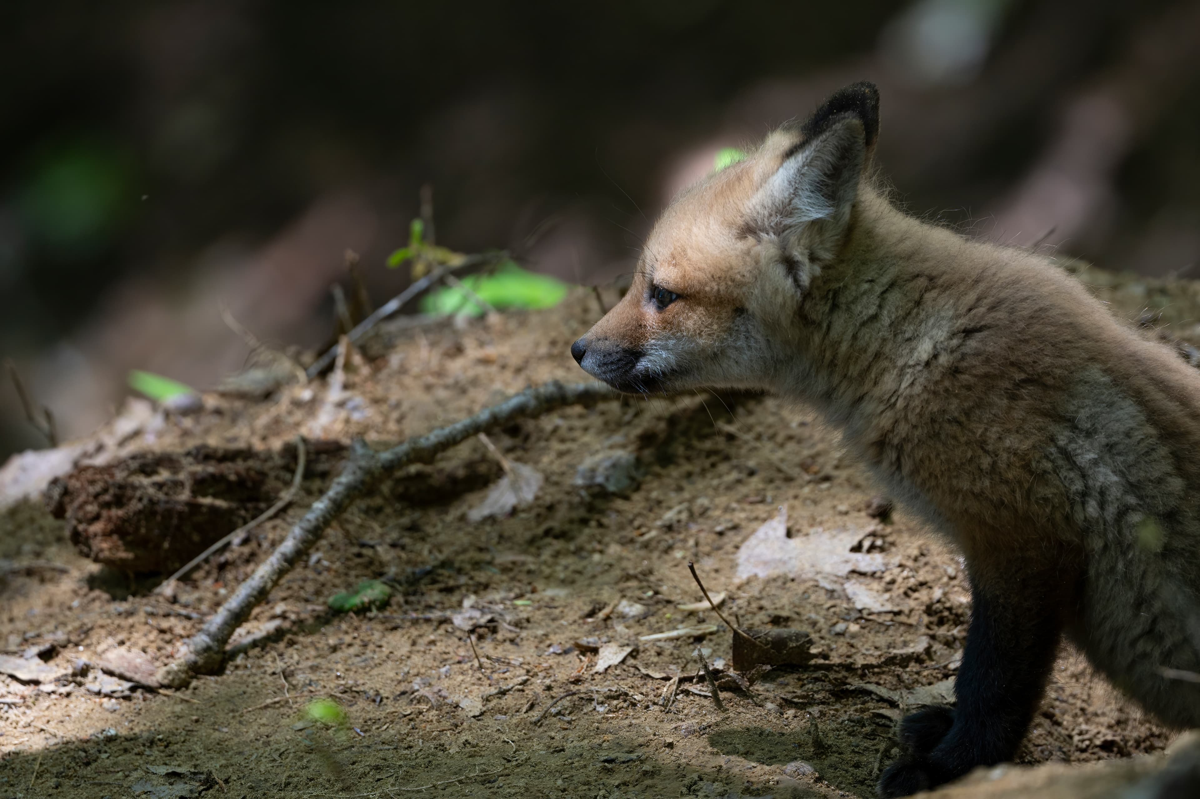 Wildlife — Fox II0216 f