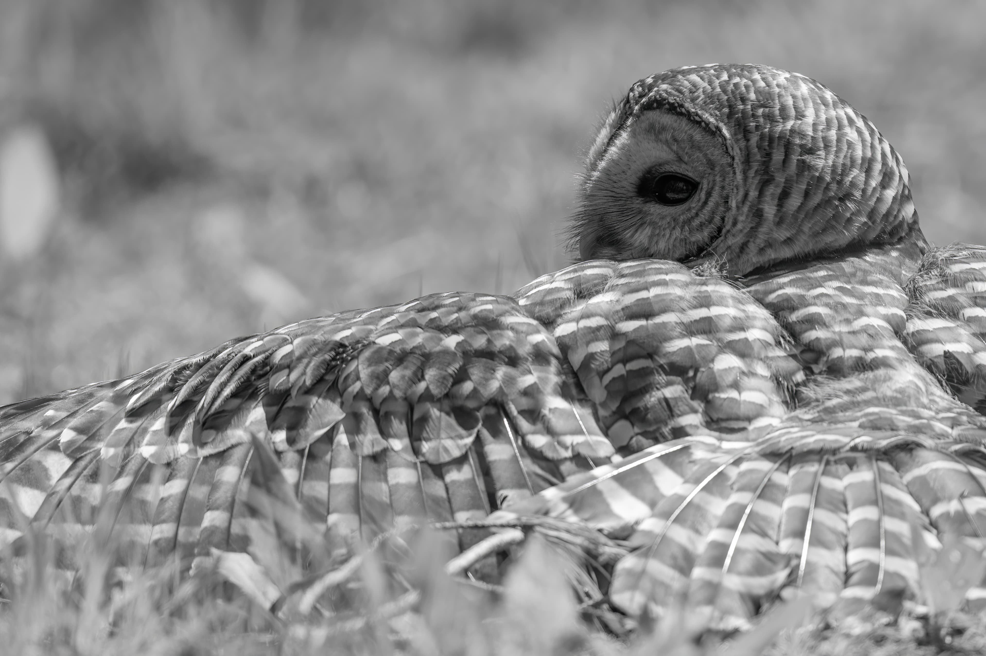 Wildlife — Owl1032 f