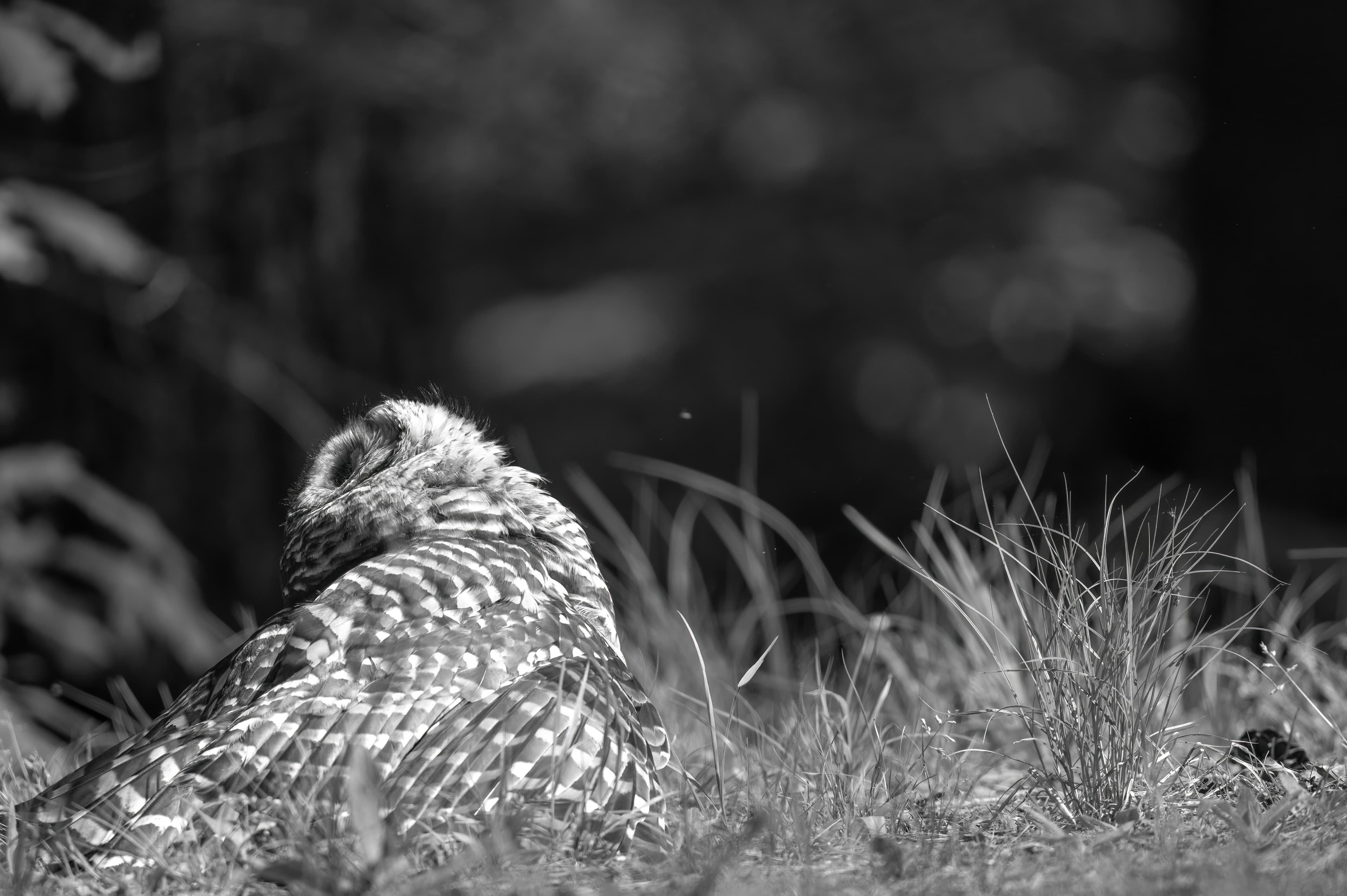 Wildlife — Owl1112 1 f