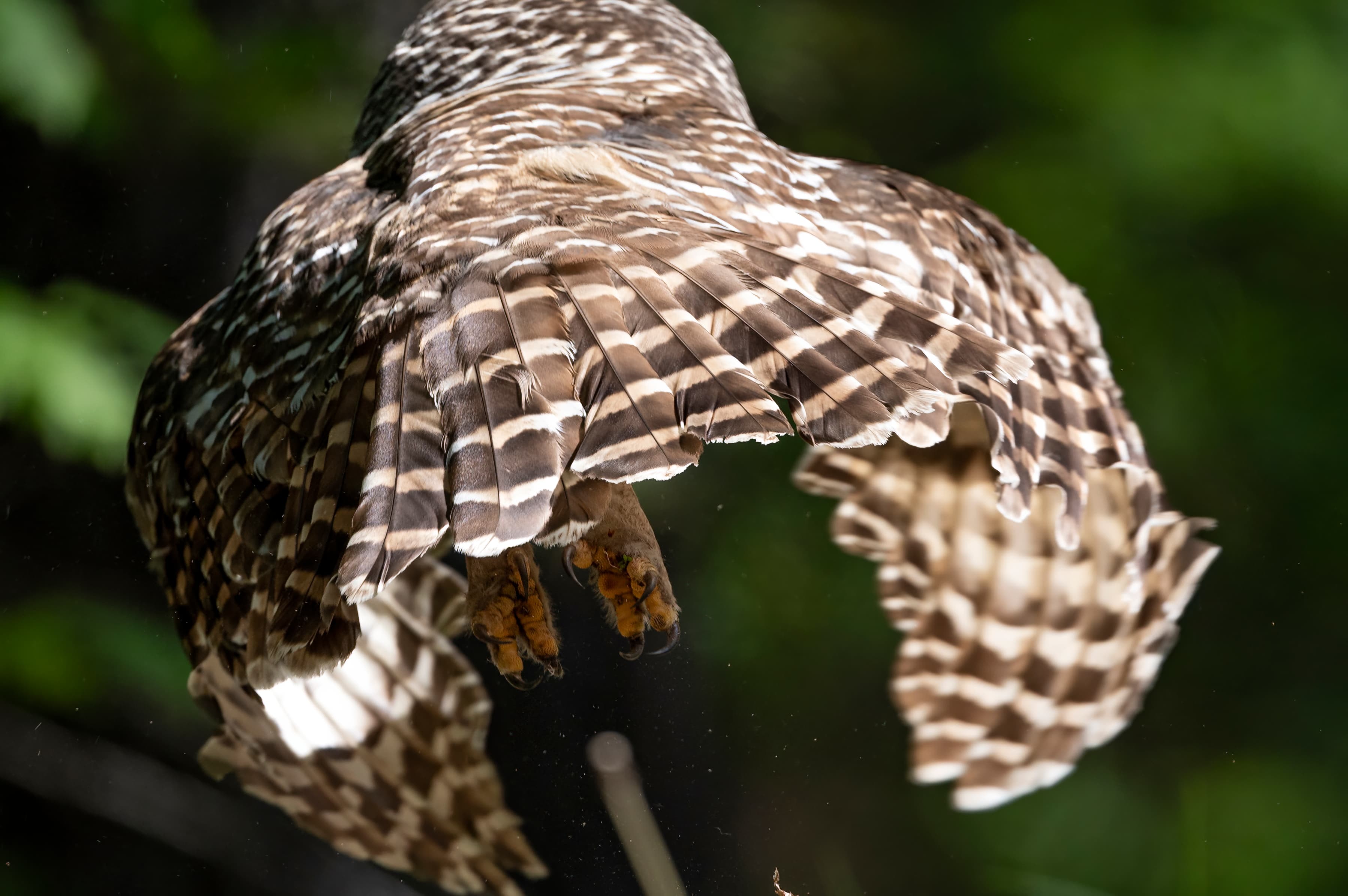 Wildlife — Owl1161 f