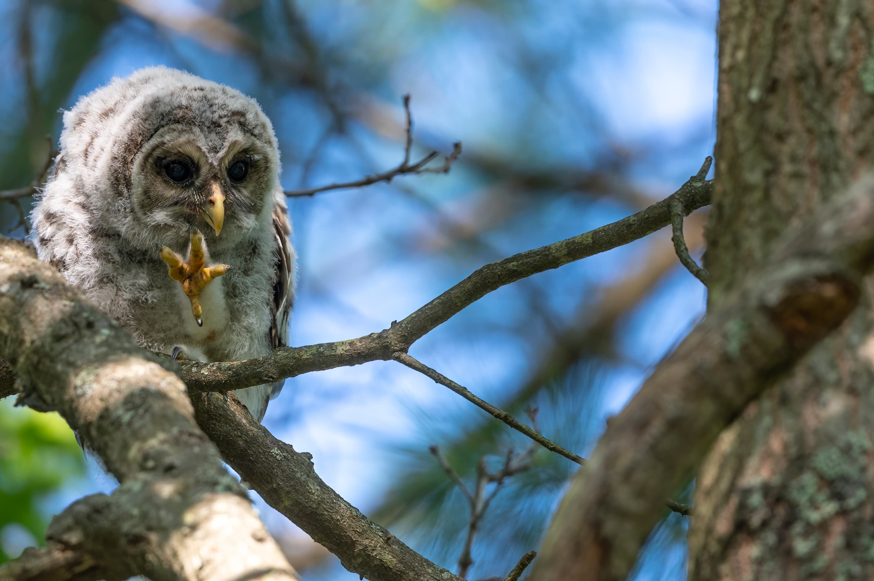 Wildlife — Owl20248 f