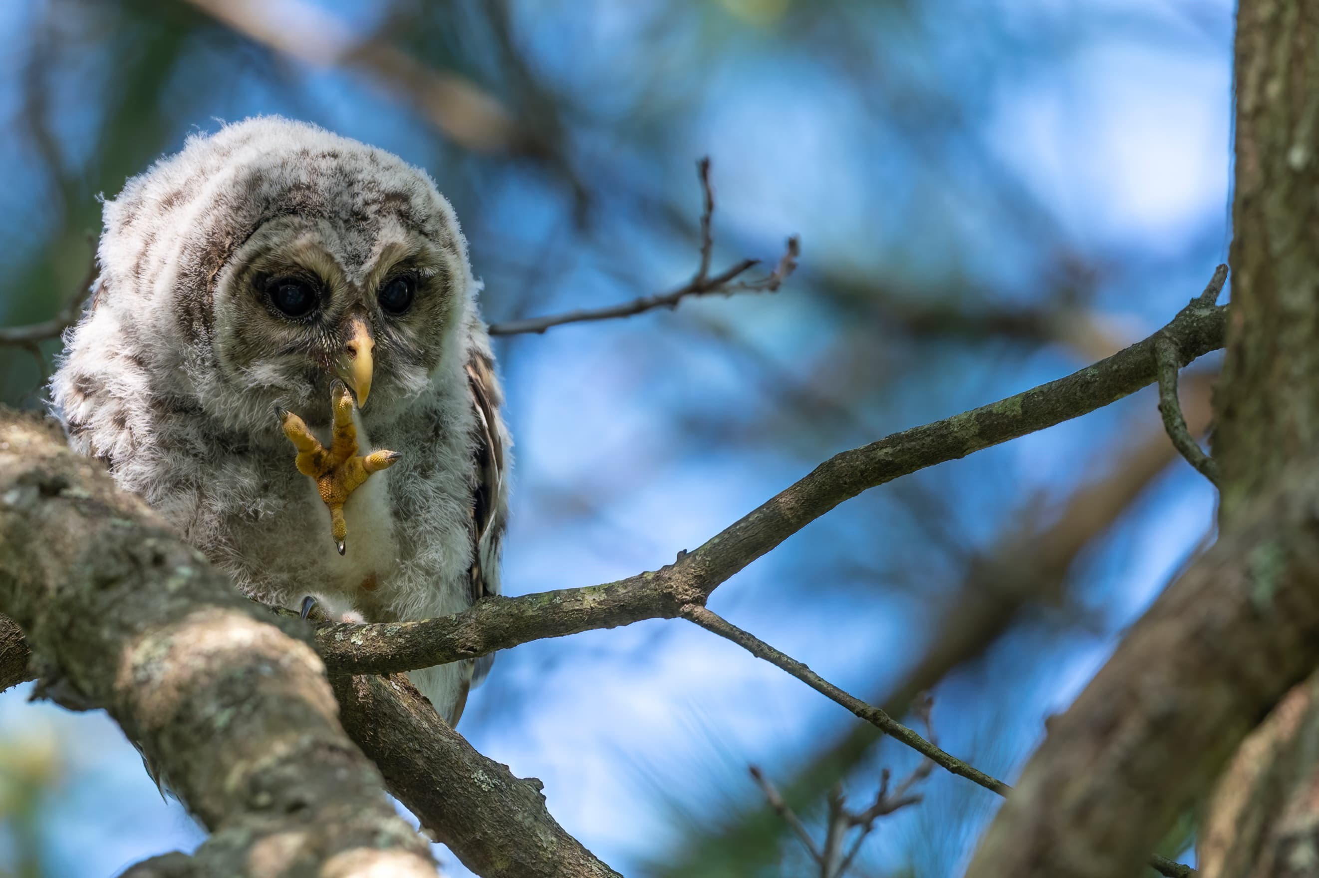 Wildlife — Owl20251 f
