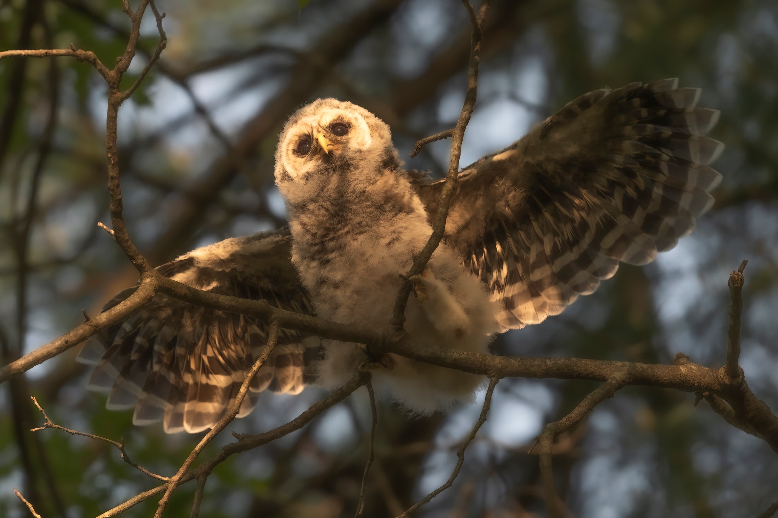 Wildlife — Owl20780 f