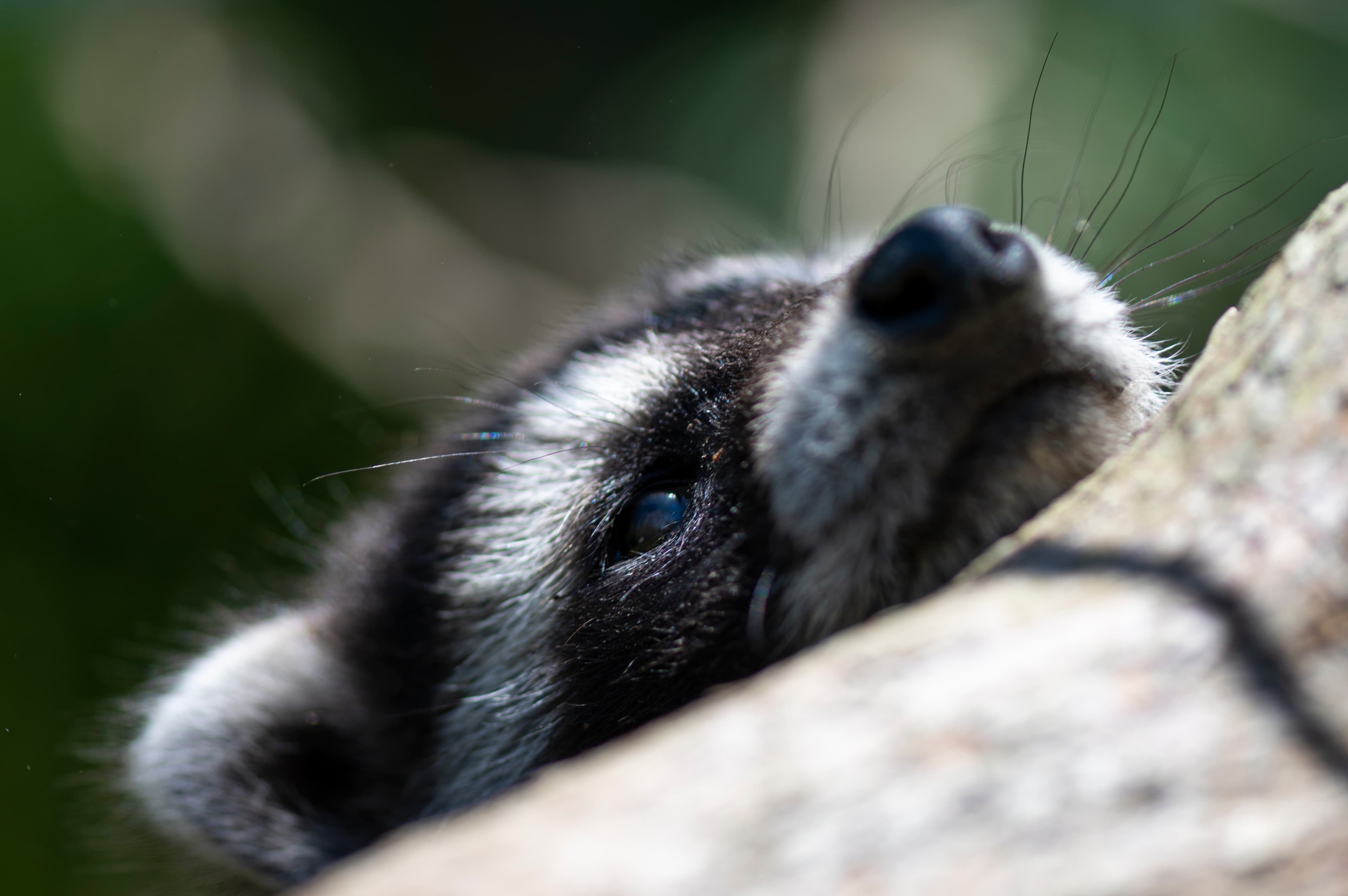 Wildlife — Coon 105P024