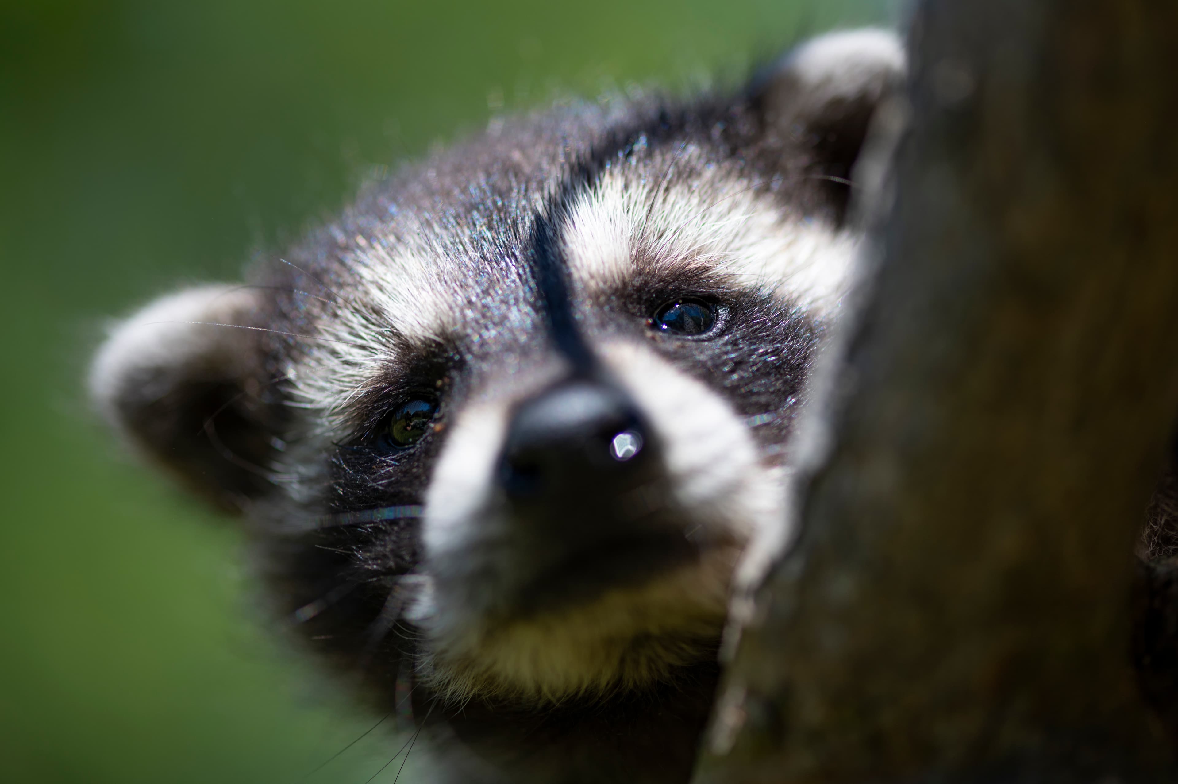 Wildlife — Coon 105P097
