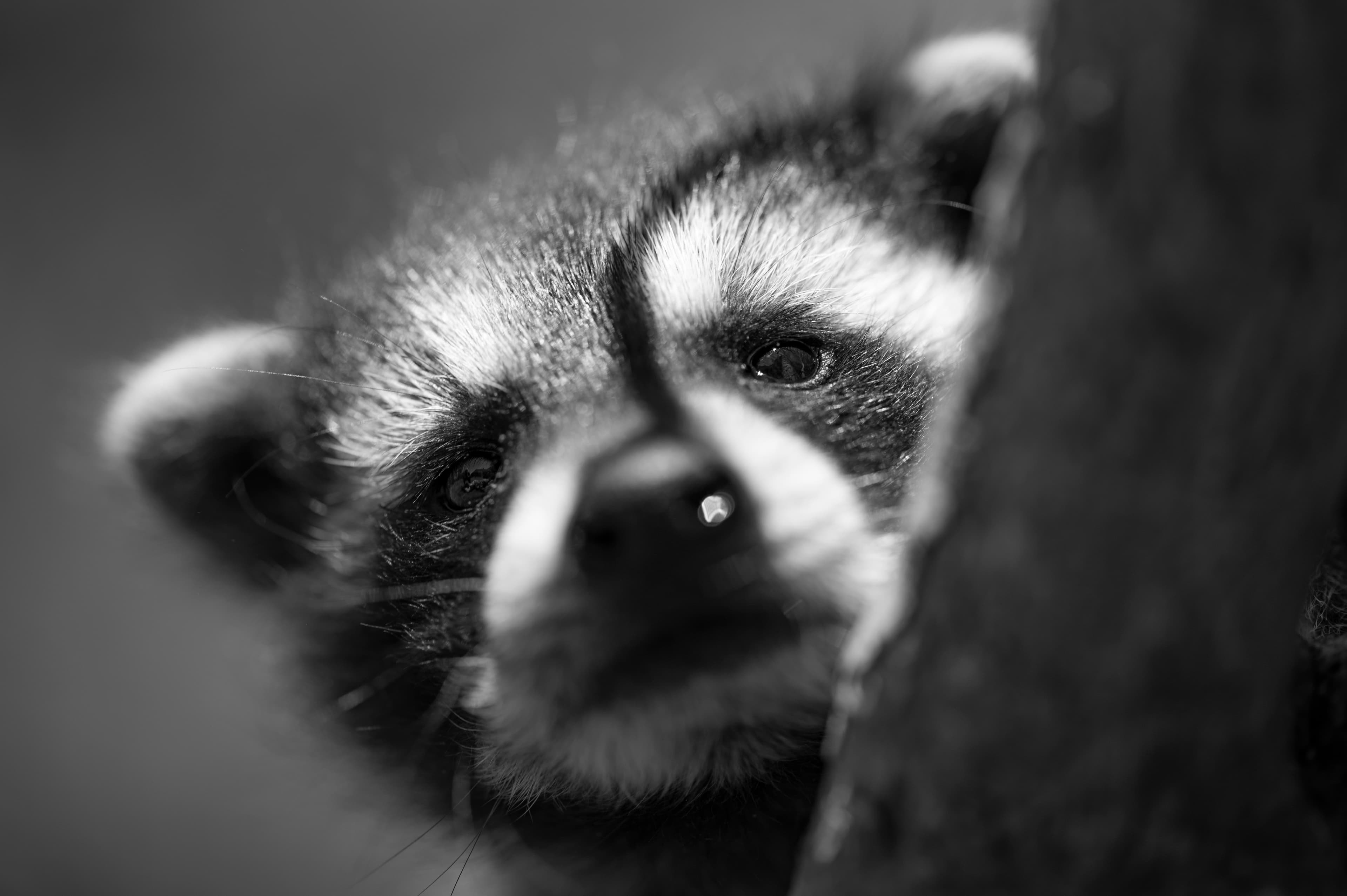 Wildlife — Coon 105P097 1