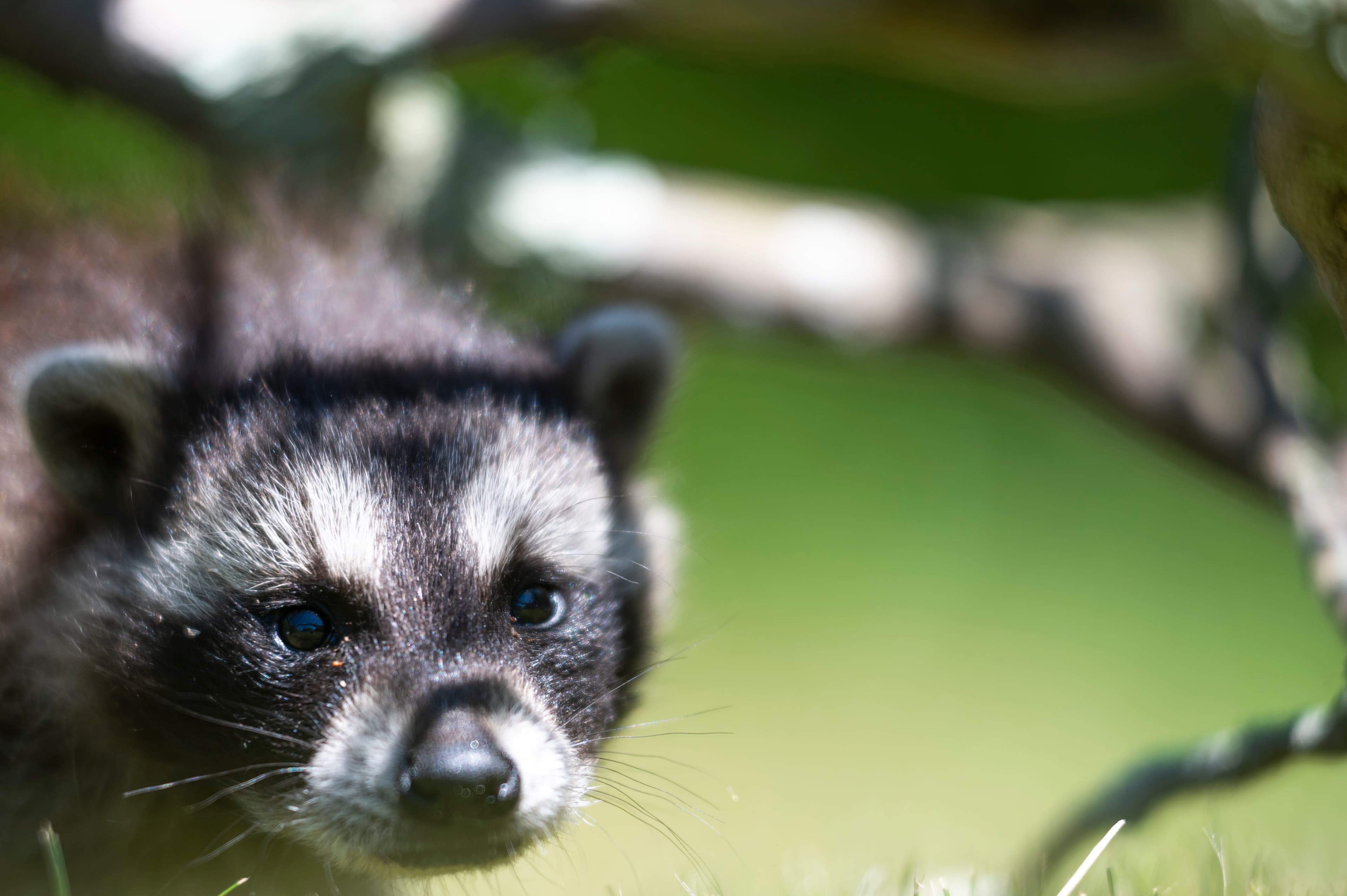 Wildlife — Coon01067