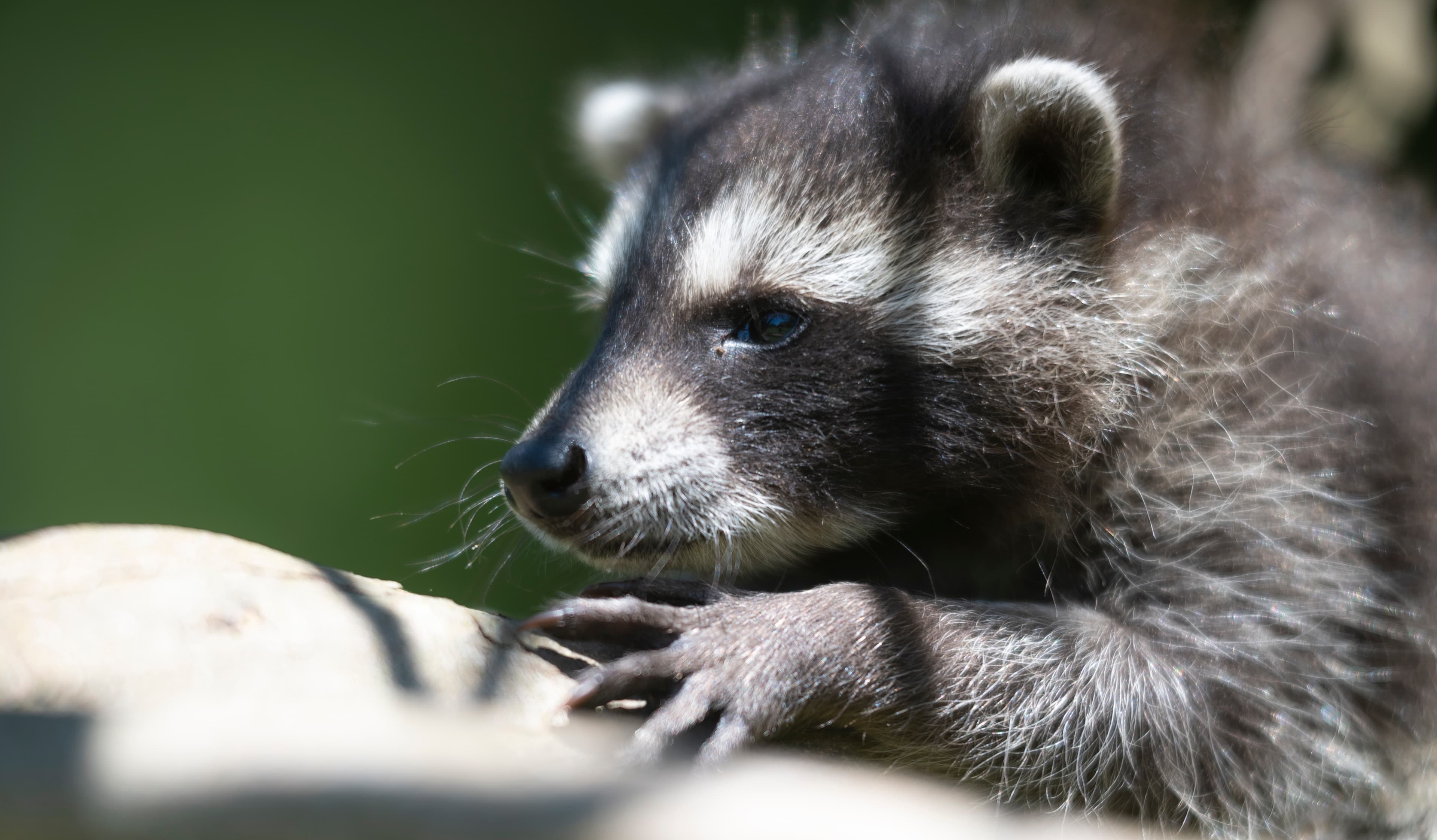 Wildlife — Coon01098