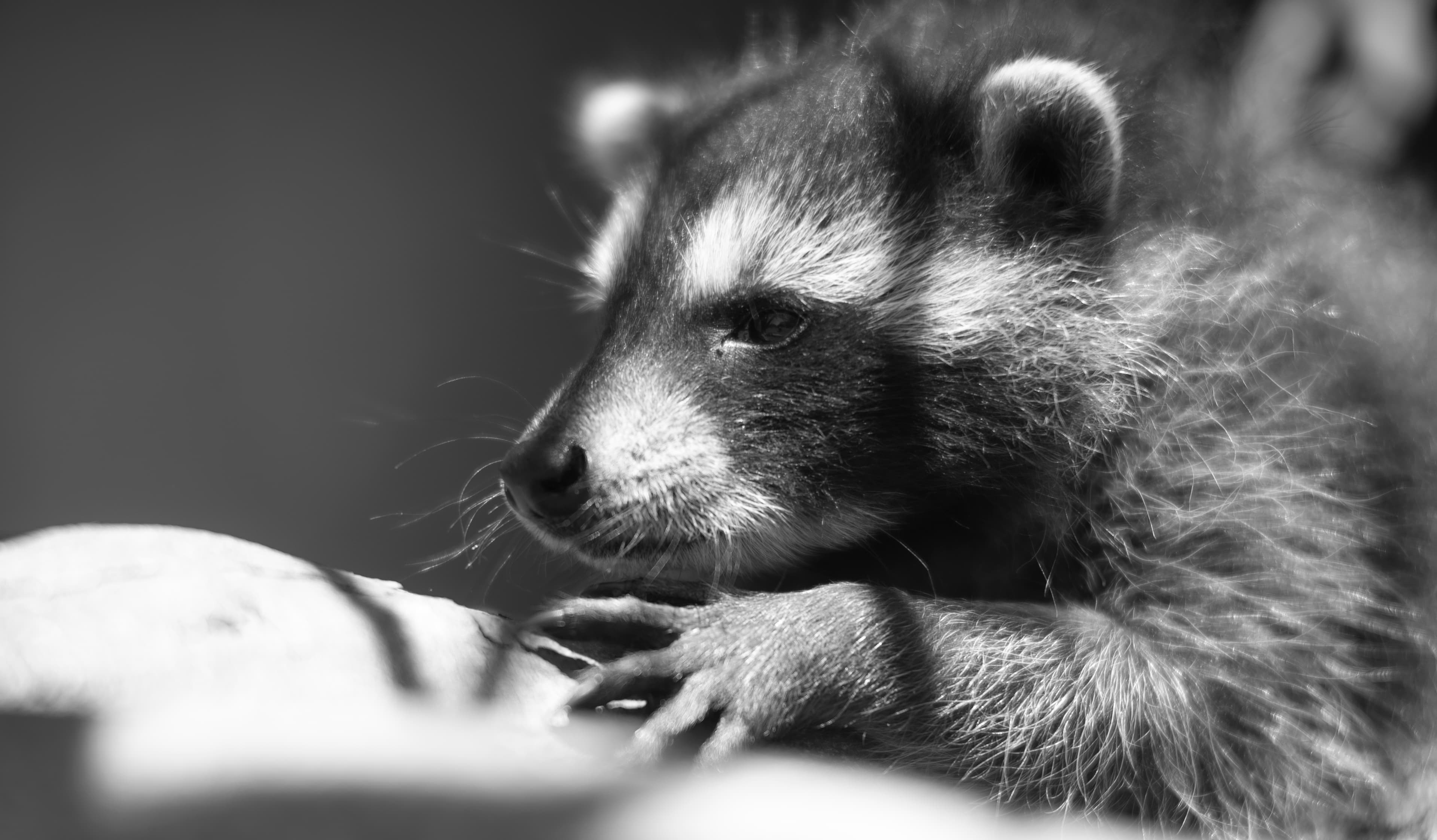 Wildlife — Coon01098 1
