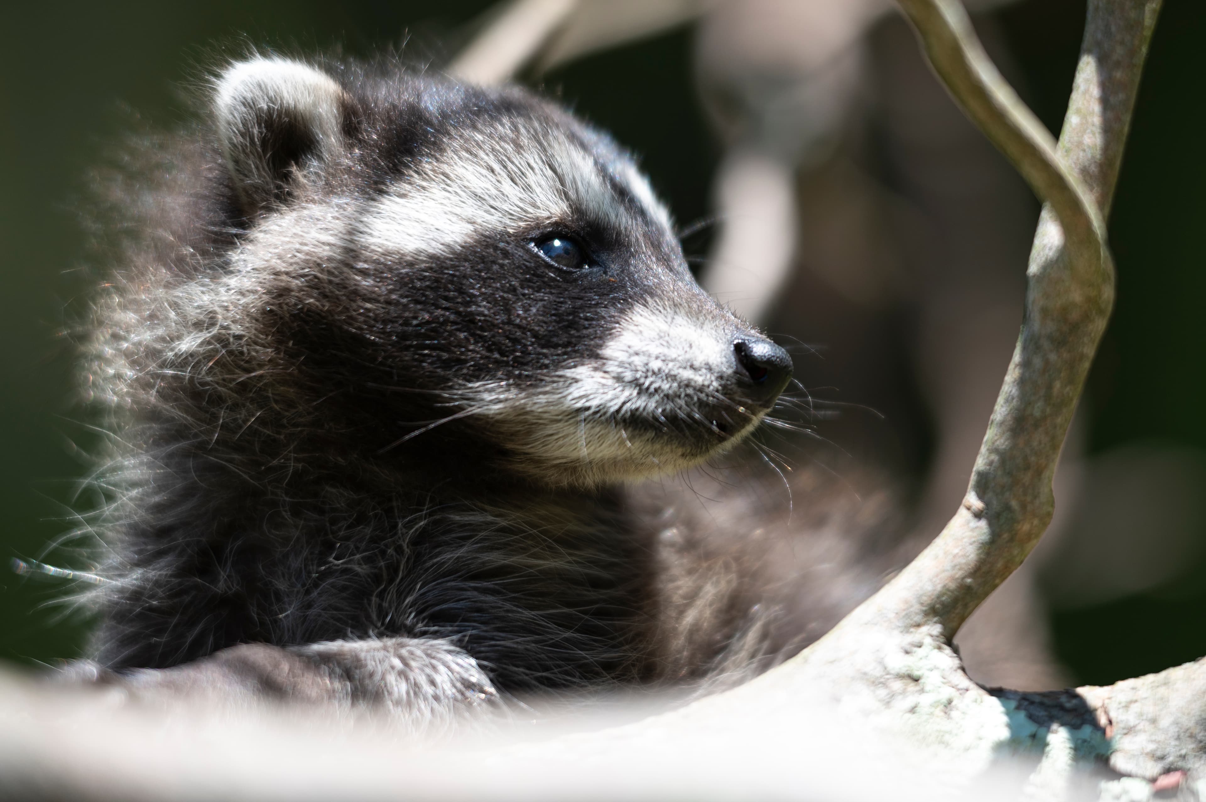 Wildlife — Coon01159