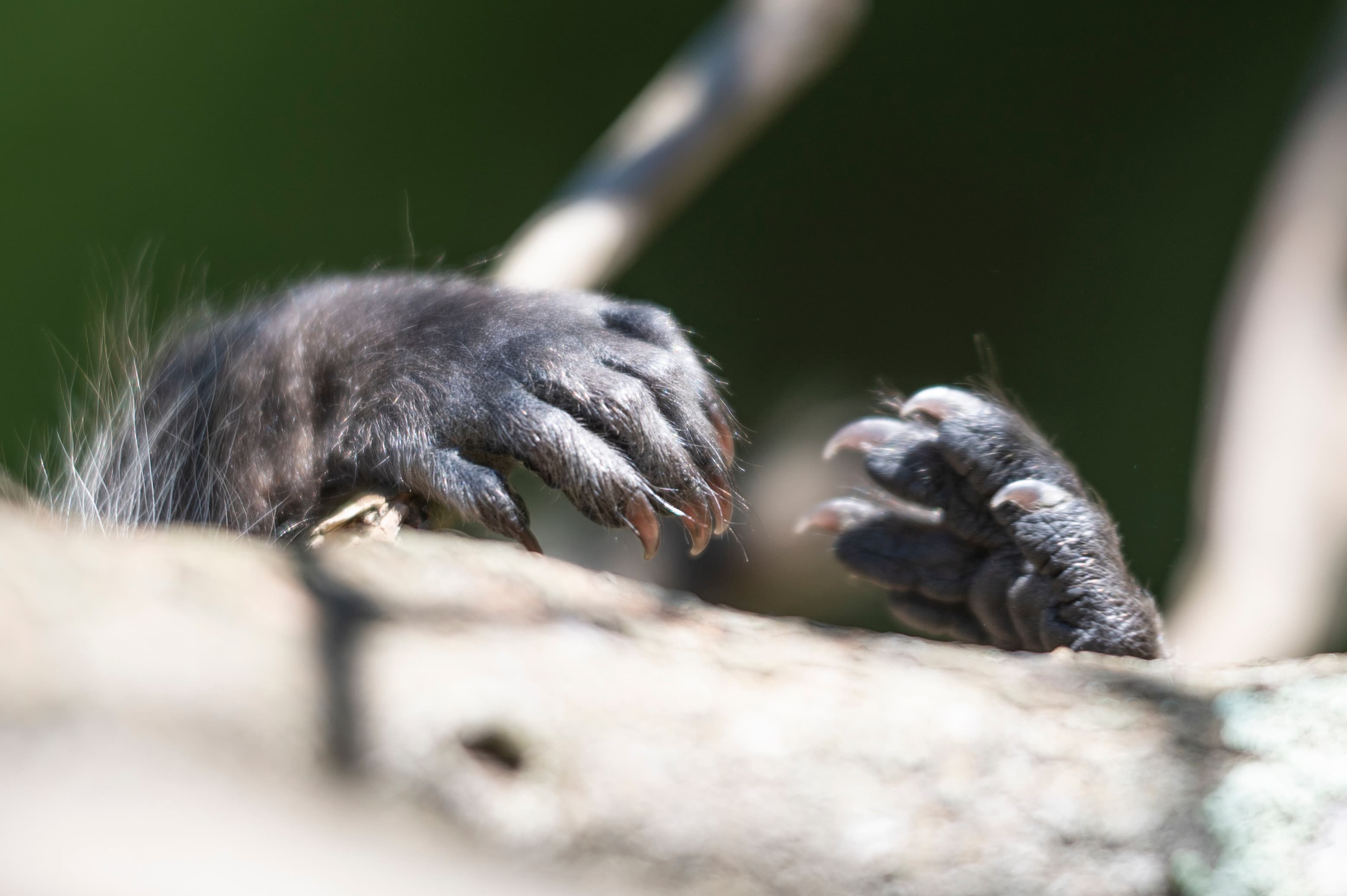 Wildlife — Coon01299