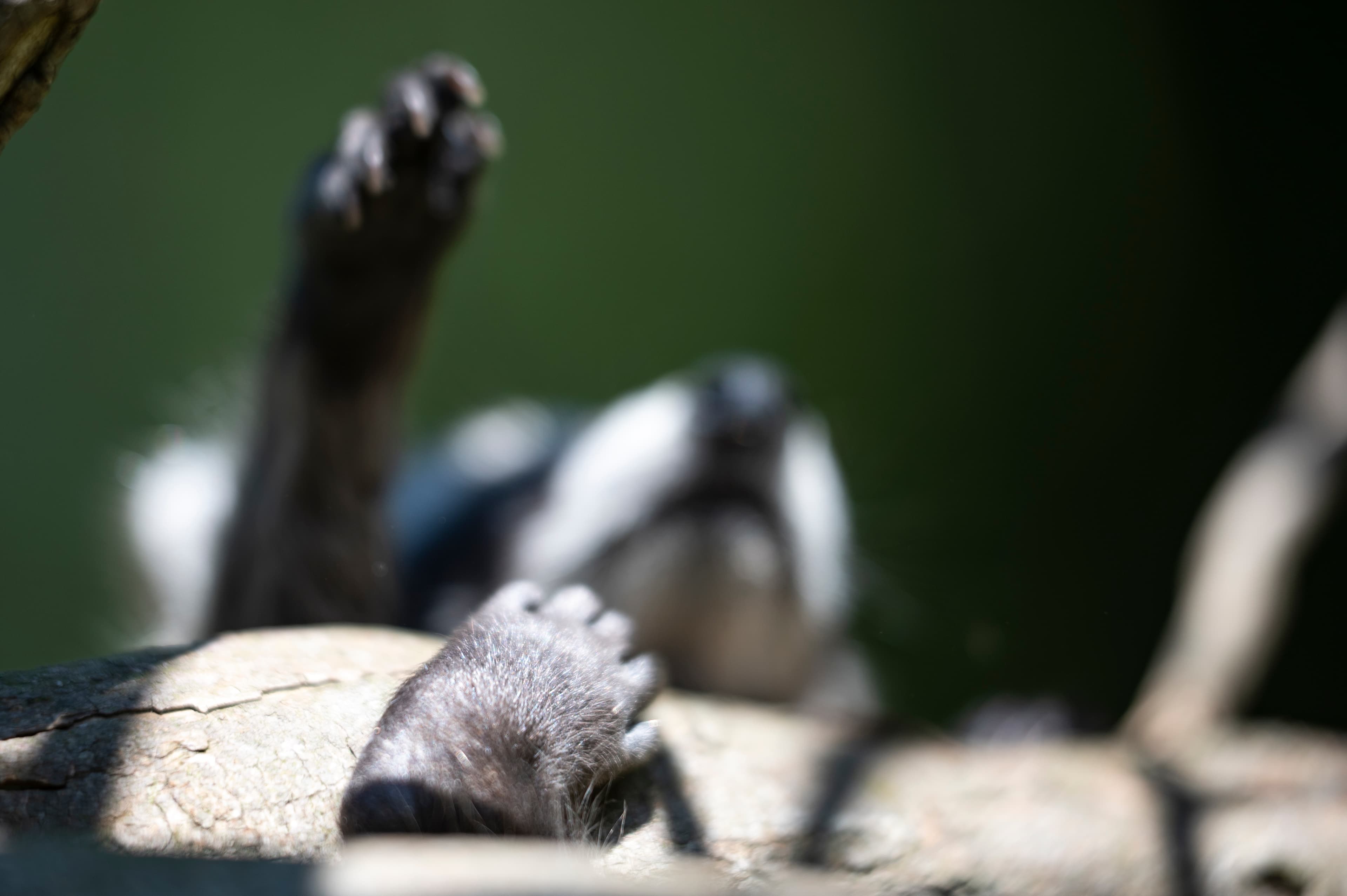 Wildlife — Coon01352