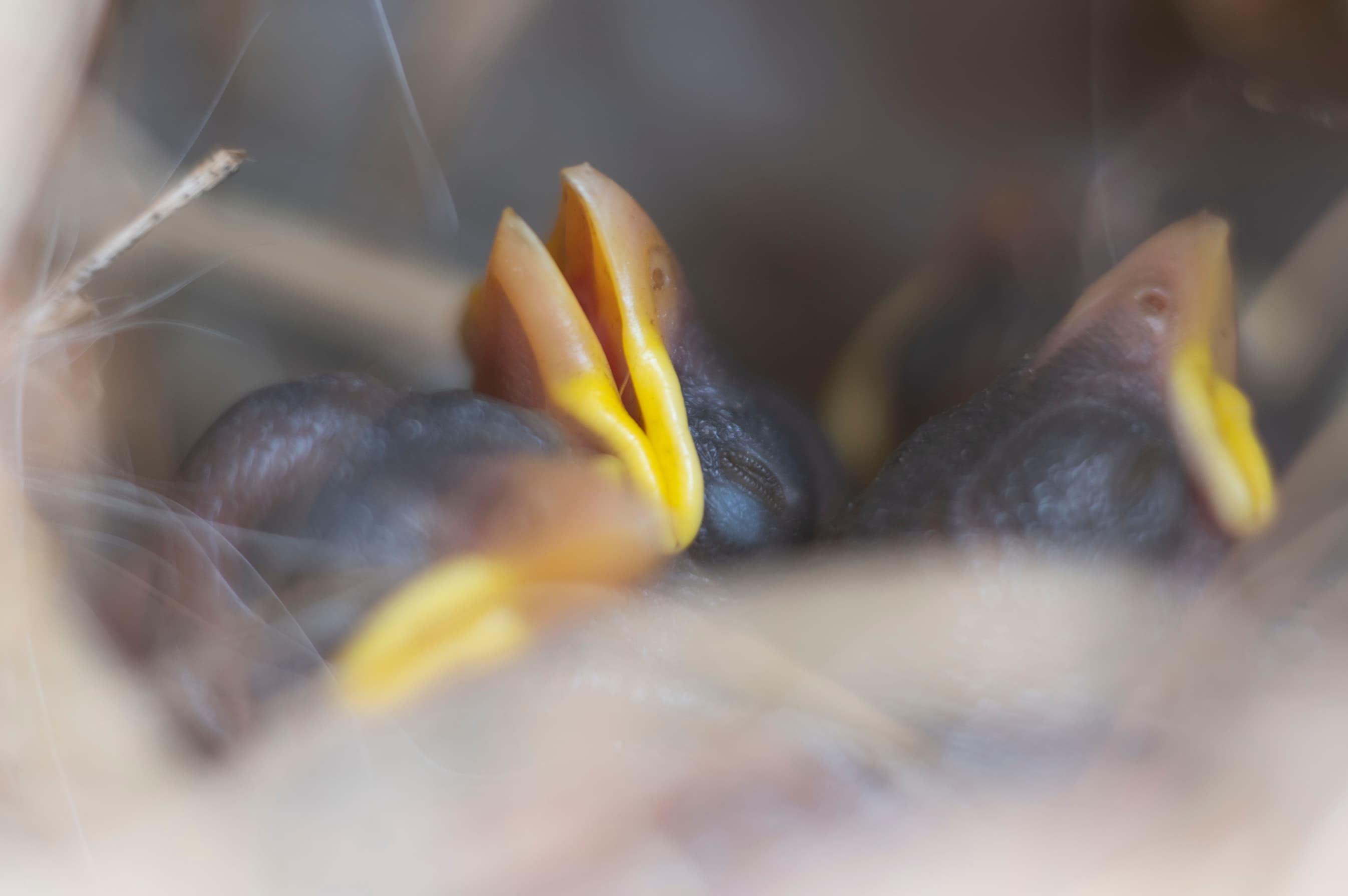 Wildlife — SparrowBabes35