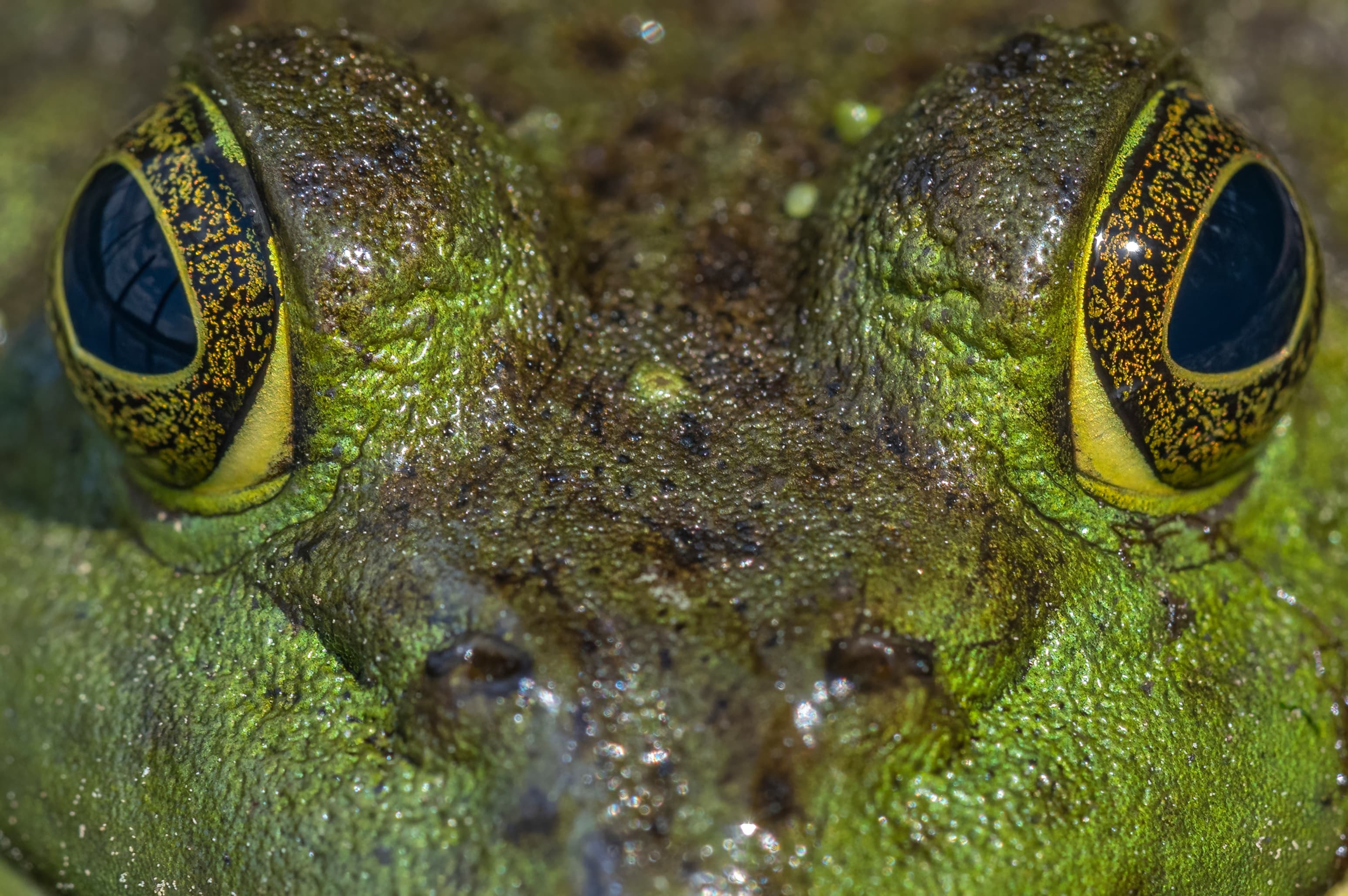 Wildlife — PillMacro0483 f