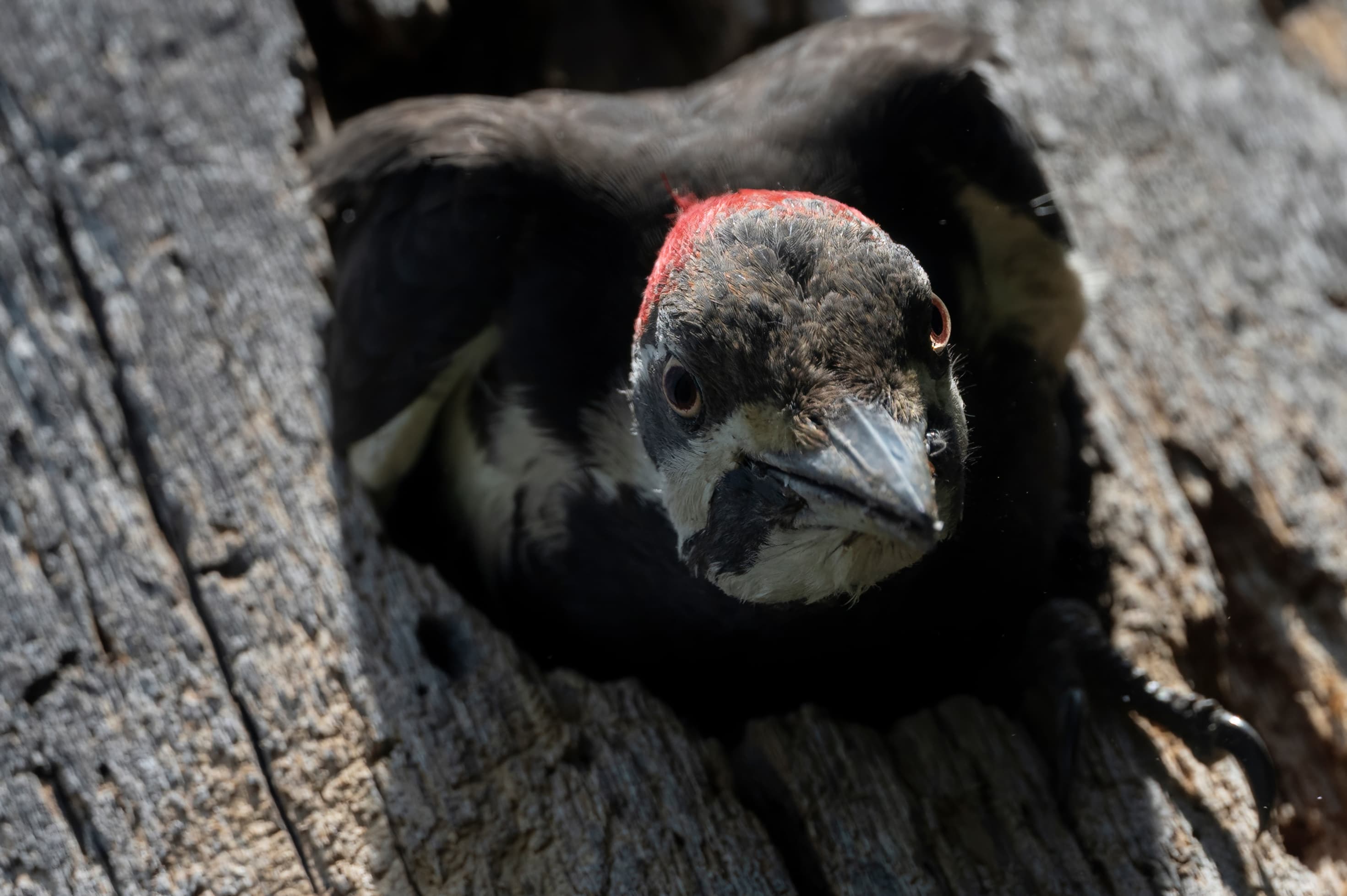 Wildlife — PillMacro0906 f