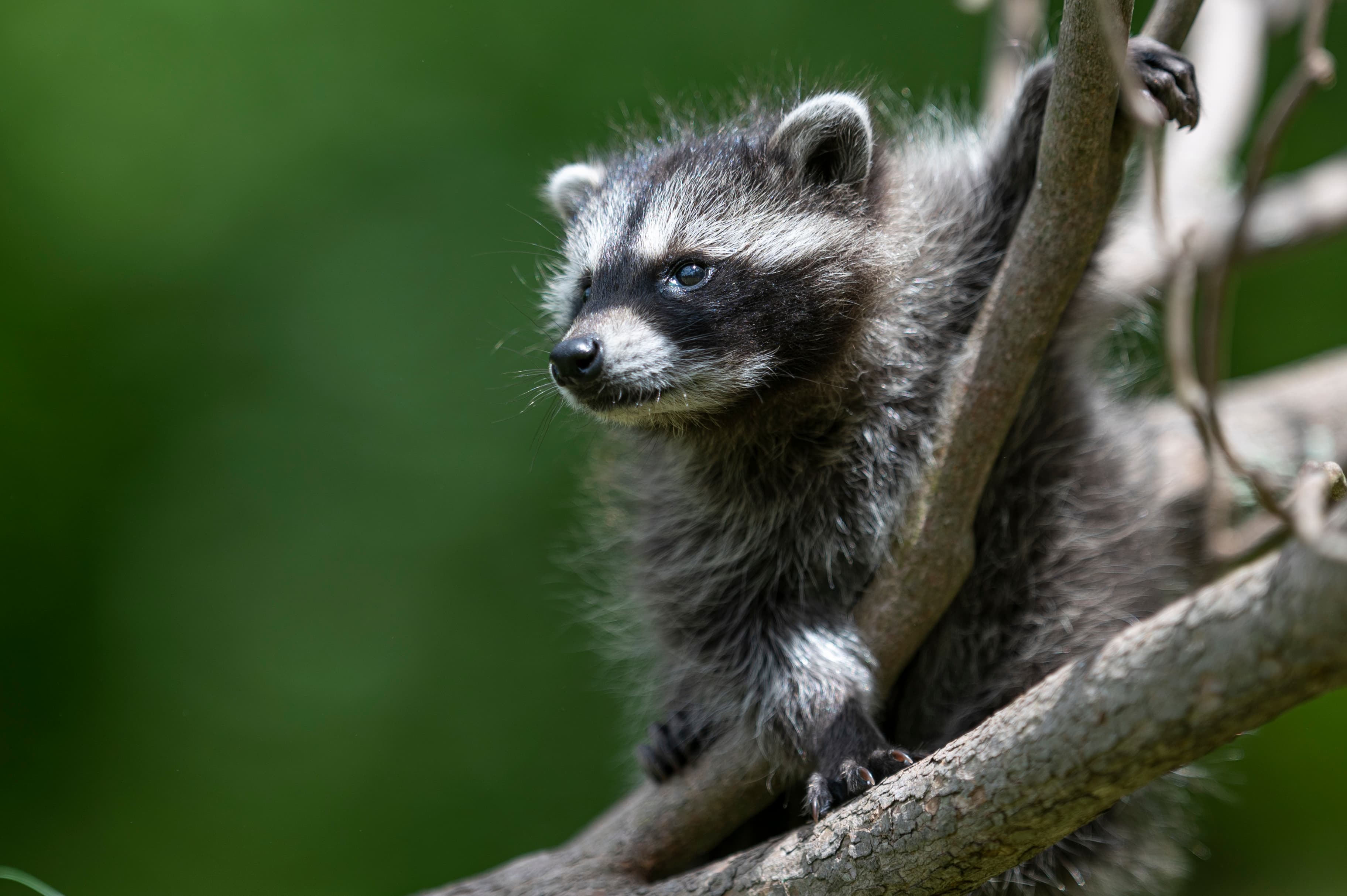 Wildlife — MrCoon011