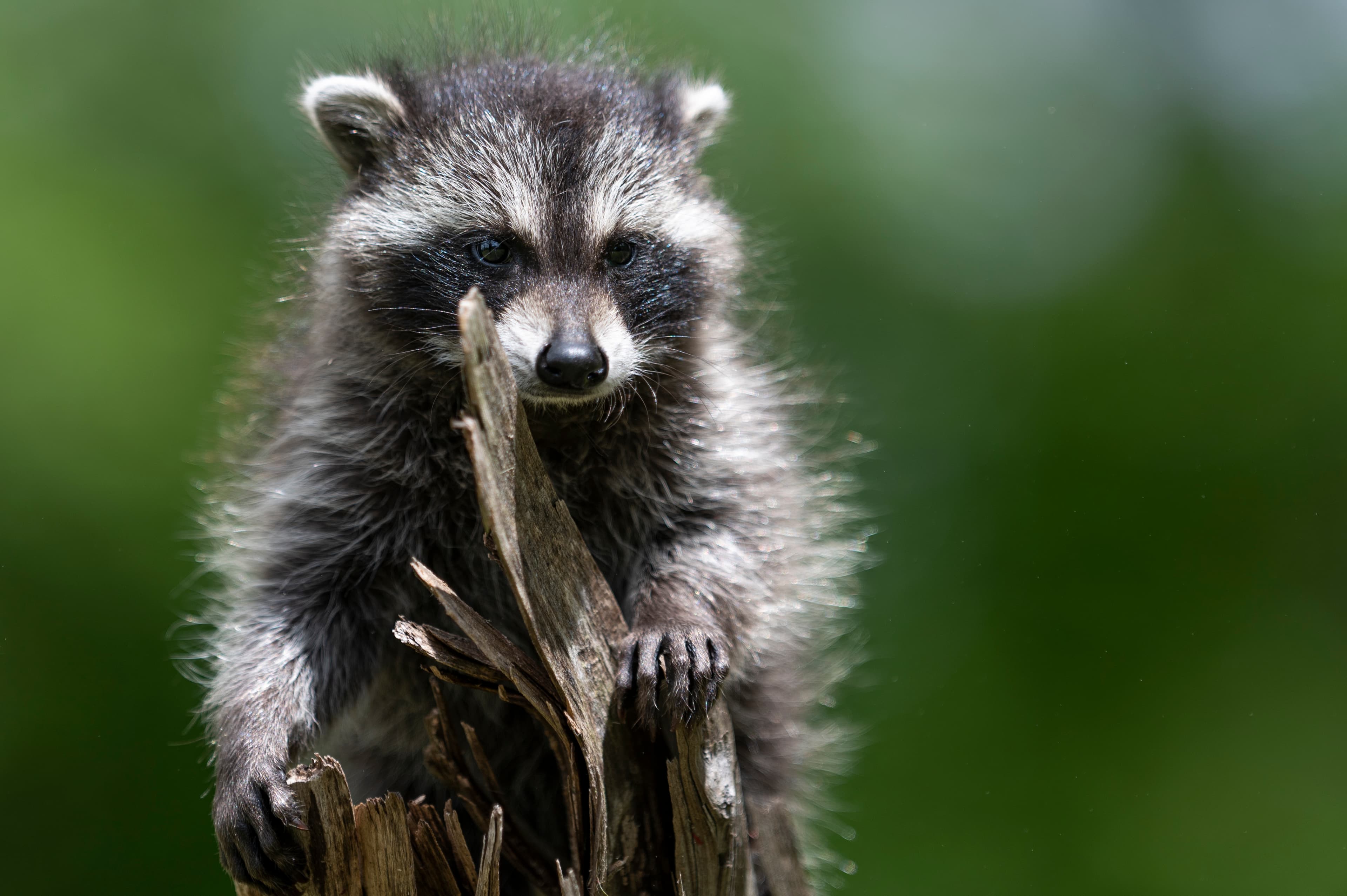Wildlife — MrCoon035