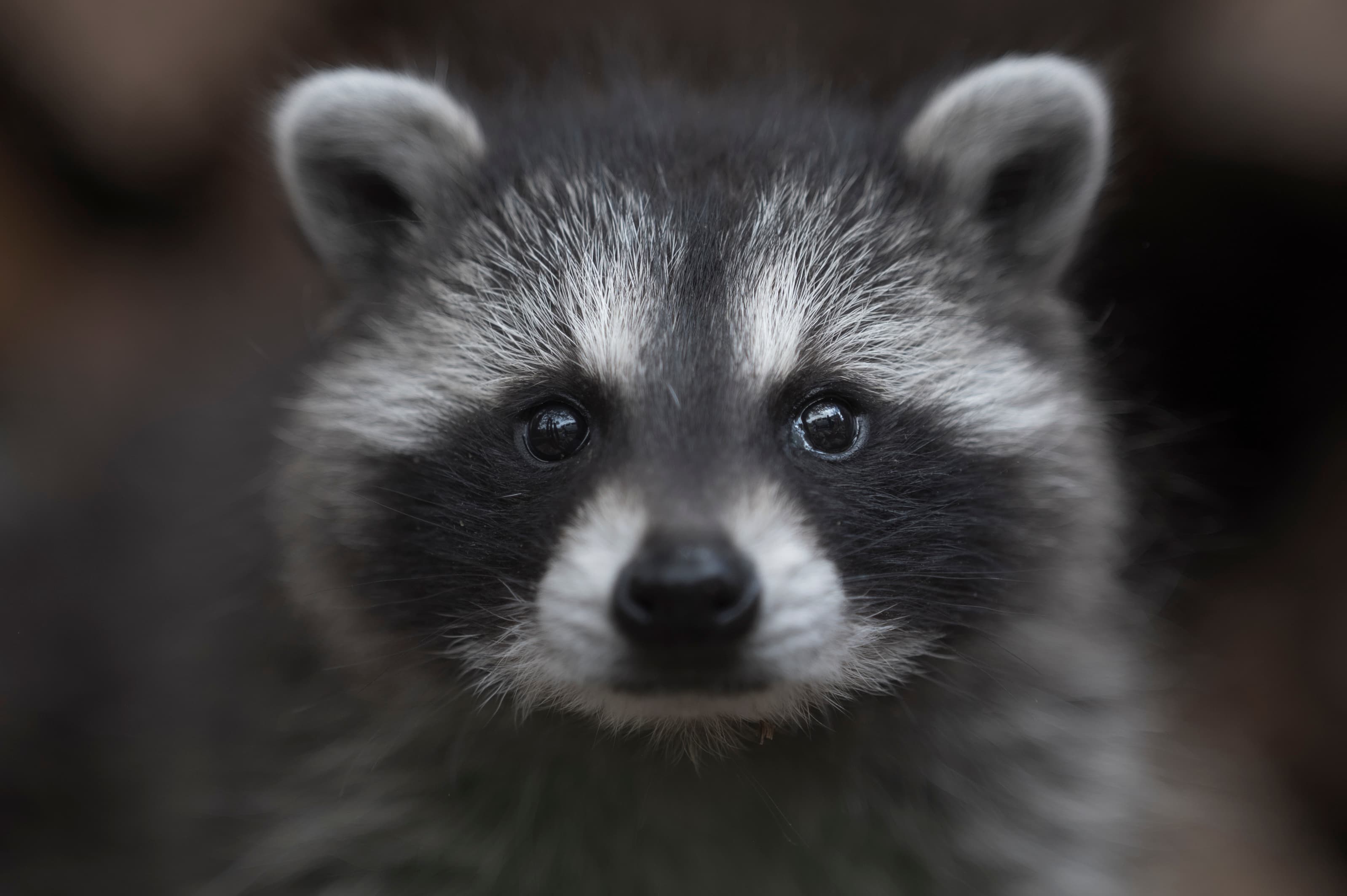 Wildlife — MrCoon552