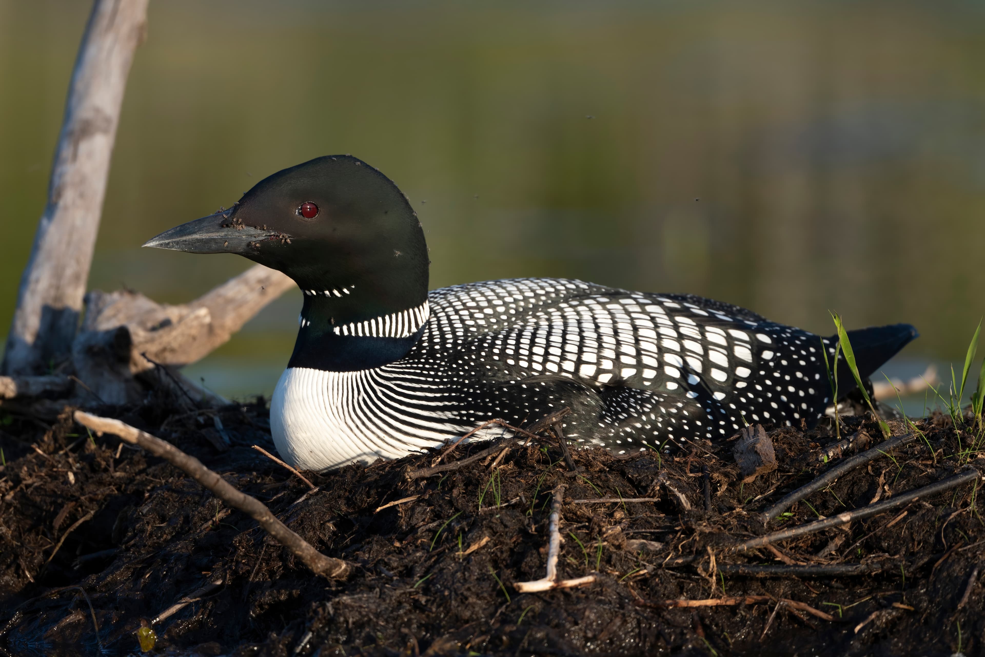 Wildlife — Hayward Dump1324 f