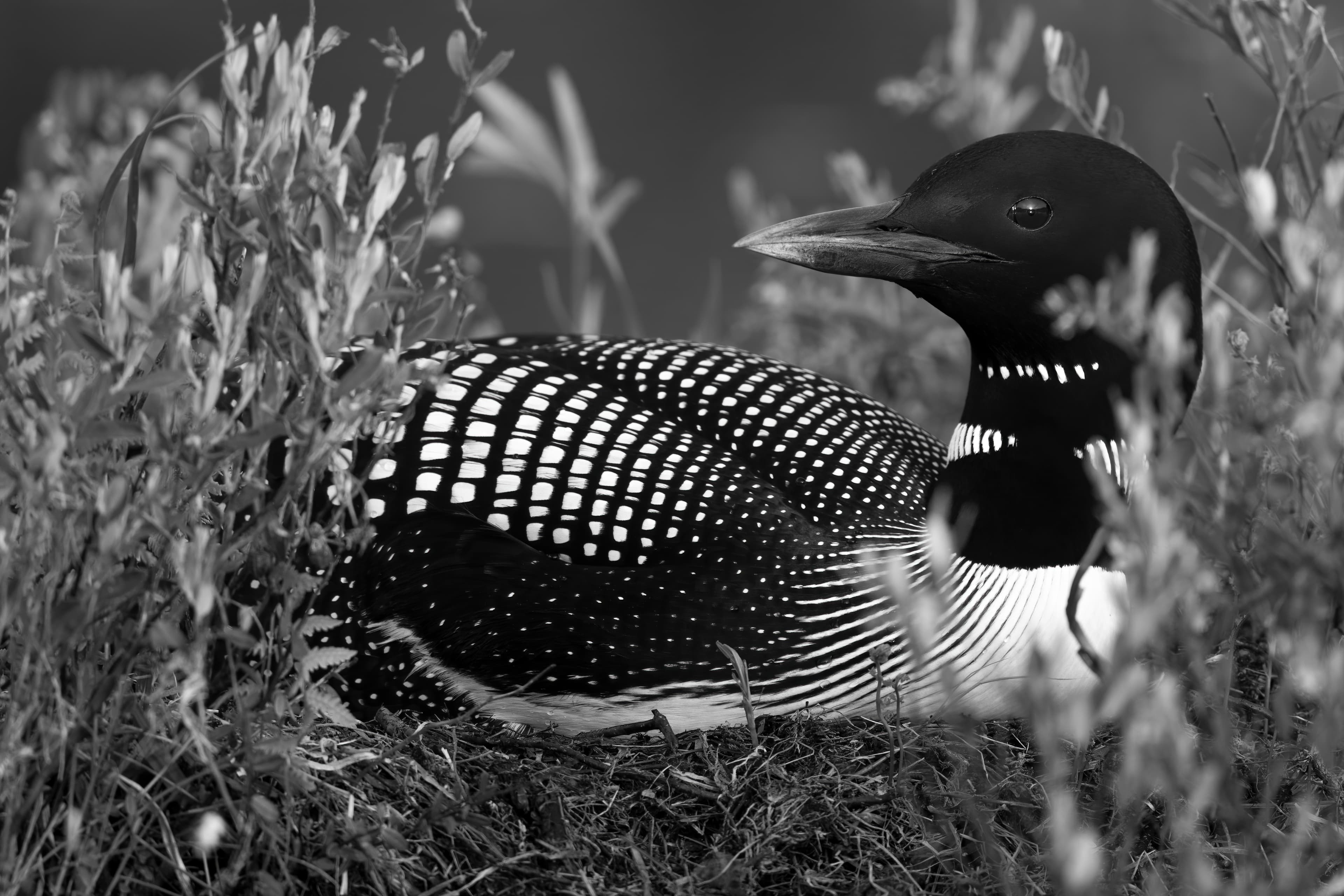 Wildlife — Hayward II035 f