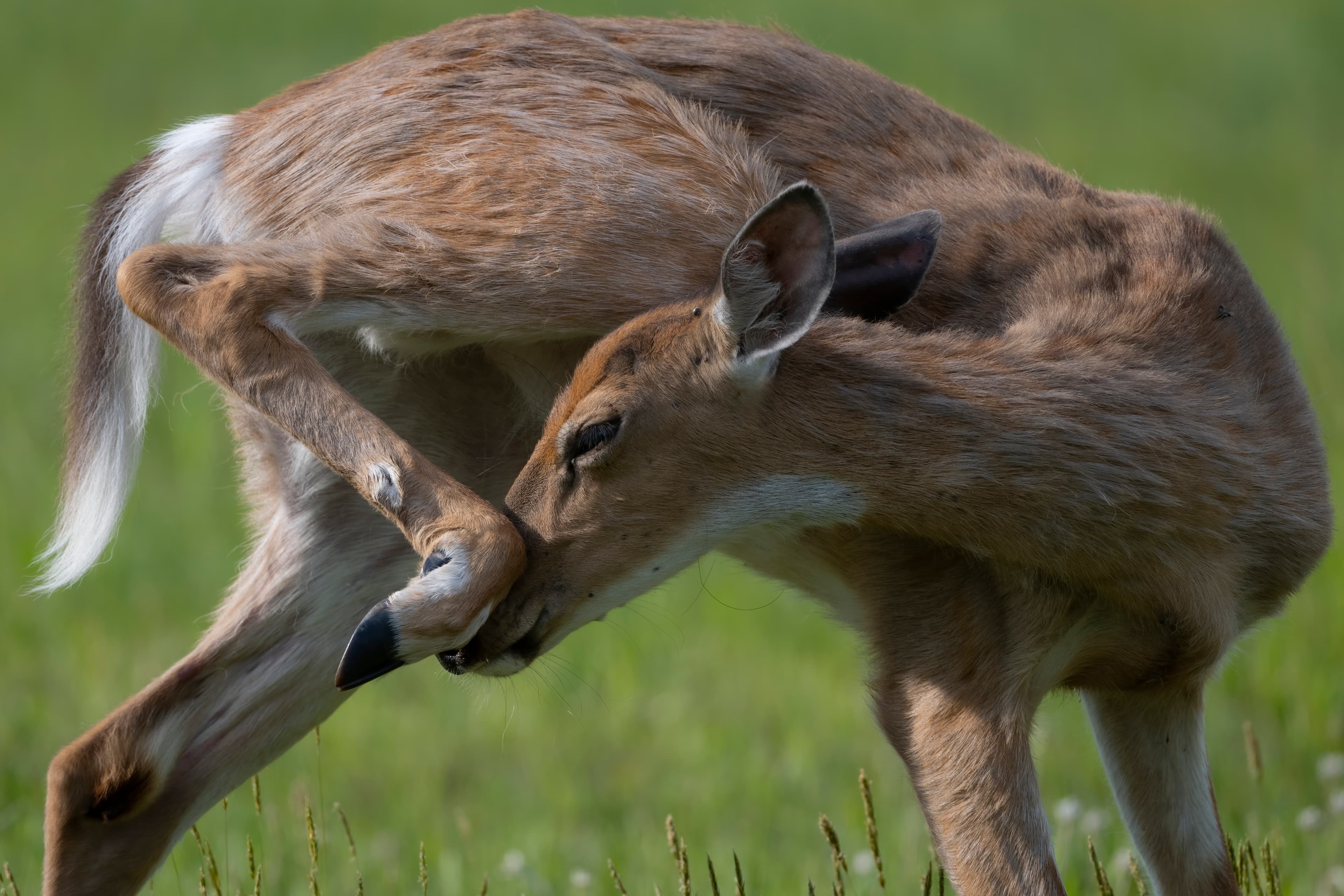 Wildlife — Hayward II161 f